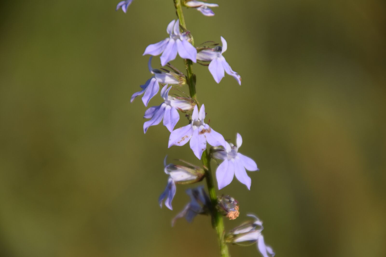 Nikon D5300 sample photo. Wildflower, flower, nature photography