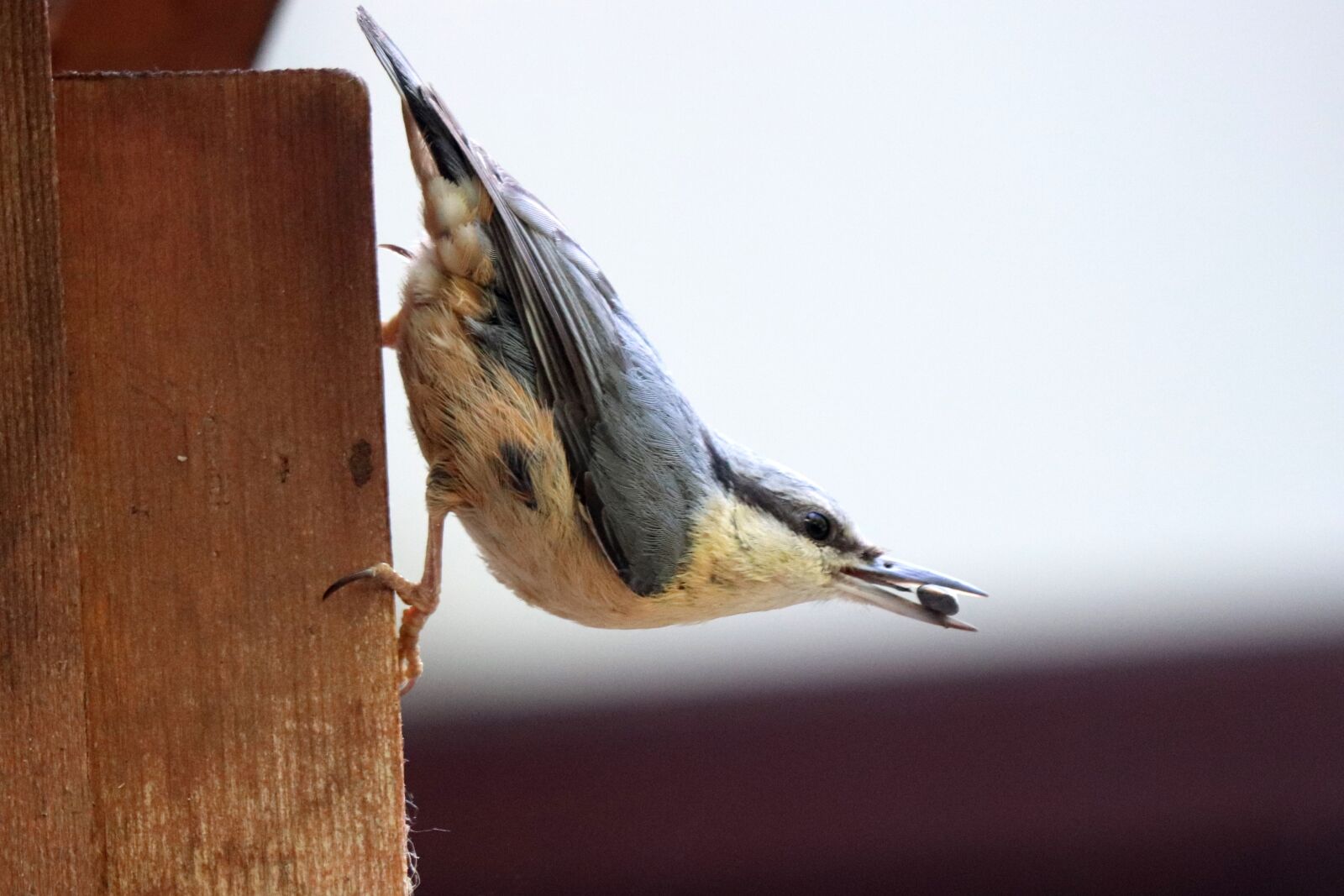 Canon EF 70-300 F4-5.6 IS II USM sample photo. Bird, nuthatch, nature photography