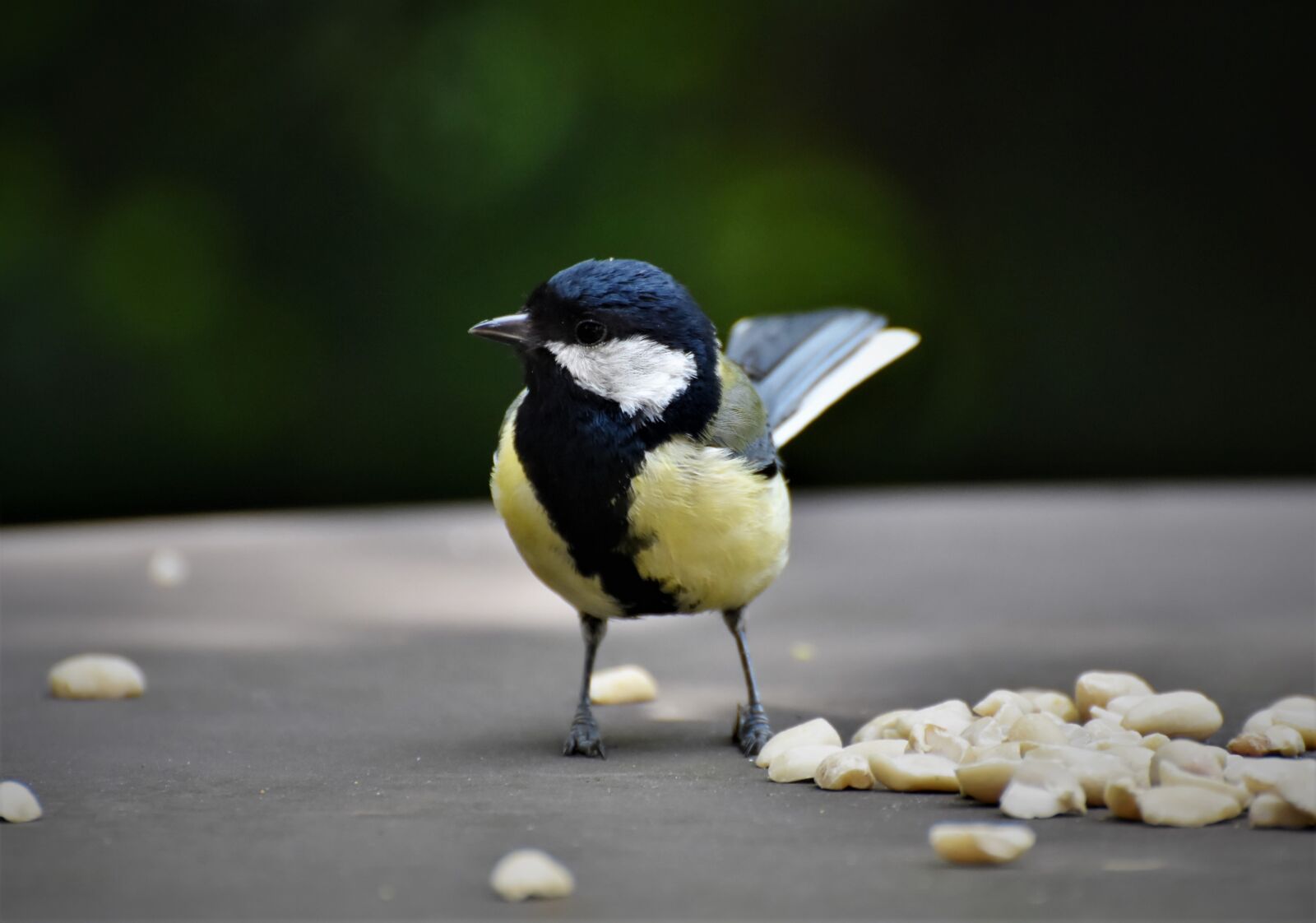 Nikon D7200 sample photo. Tit, songbird, bird photography