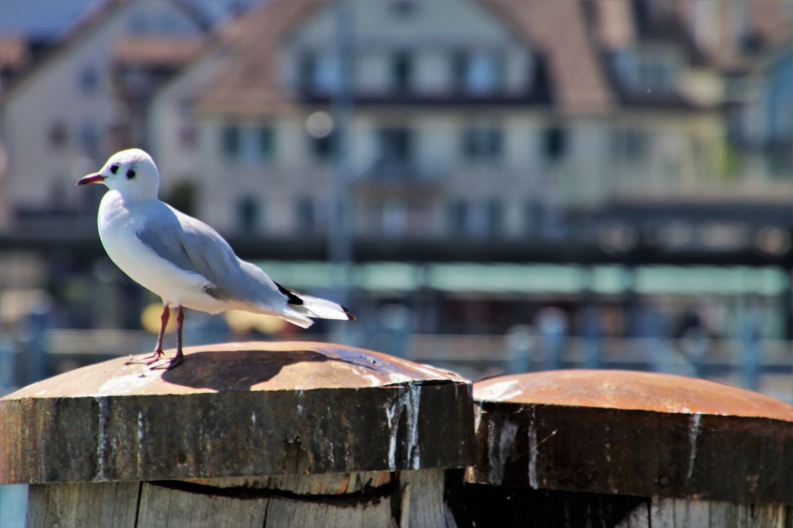 Canon EOS 80D sample photo. Bird, sitting, seagull photography