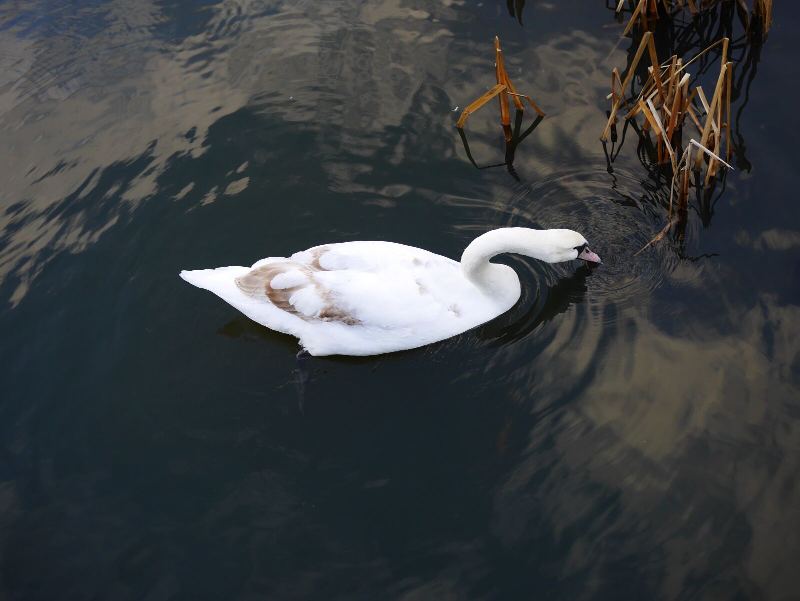 Panasonic Lumix DMC-GX7 sample photo. Swan, pond, bird photography