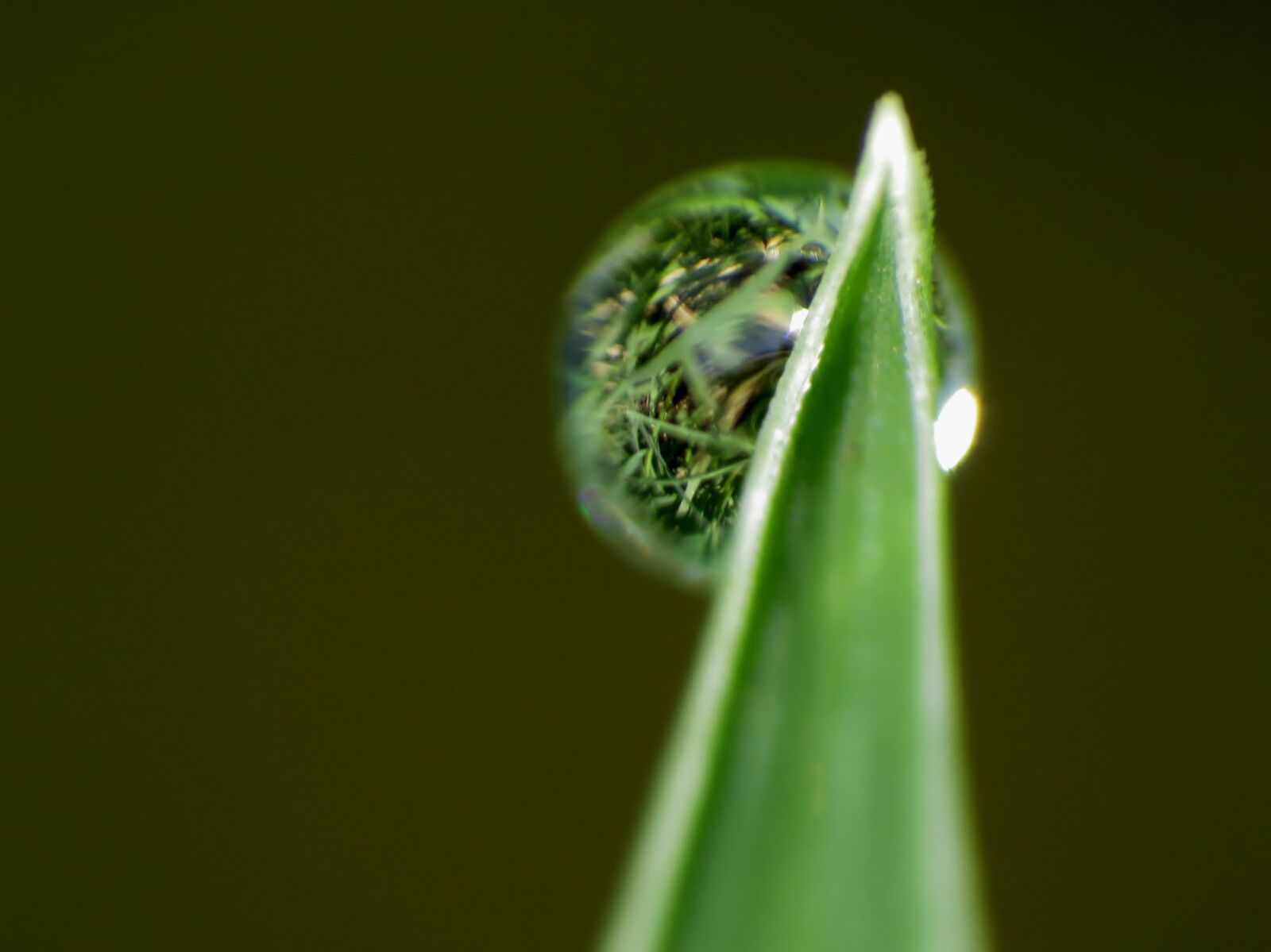 Canon PowerShot SX40 HS sample photo. Water, droplets photography