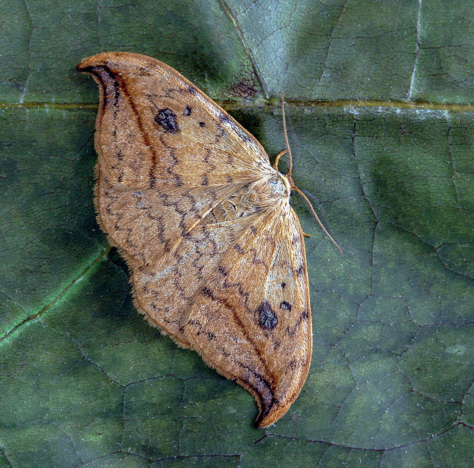 Canon EOS 400D (EOS Digital Rebel XTi / EOS Kiss Digital X) sample photo. Pebble-hook-tip, moth, wings photography