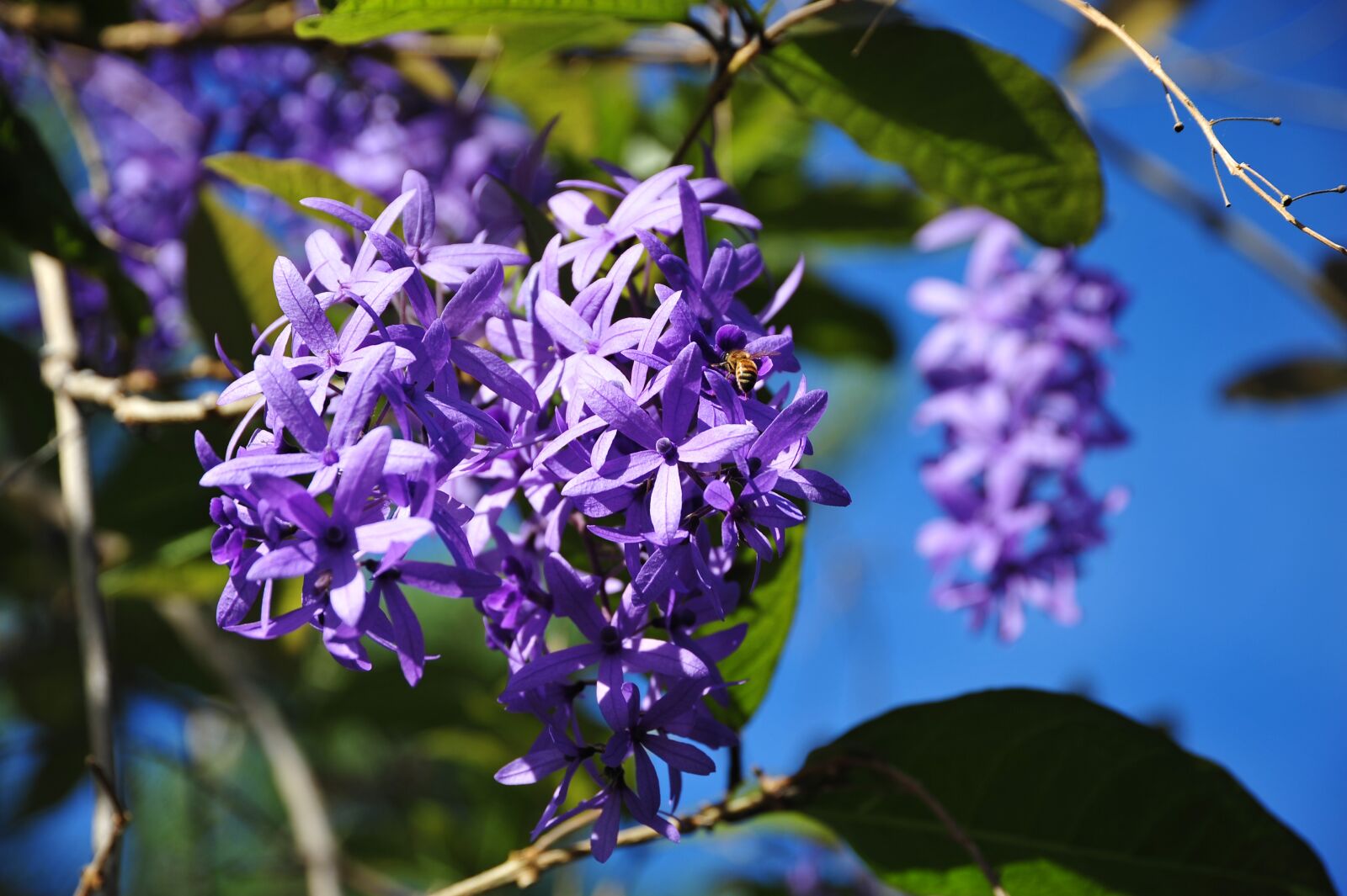 Nikon D700 sample photo. Blossom, bloom, tropical photography