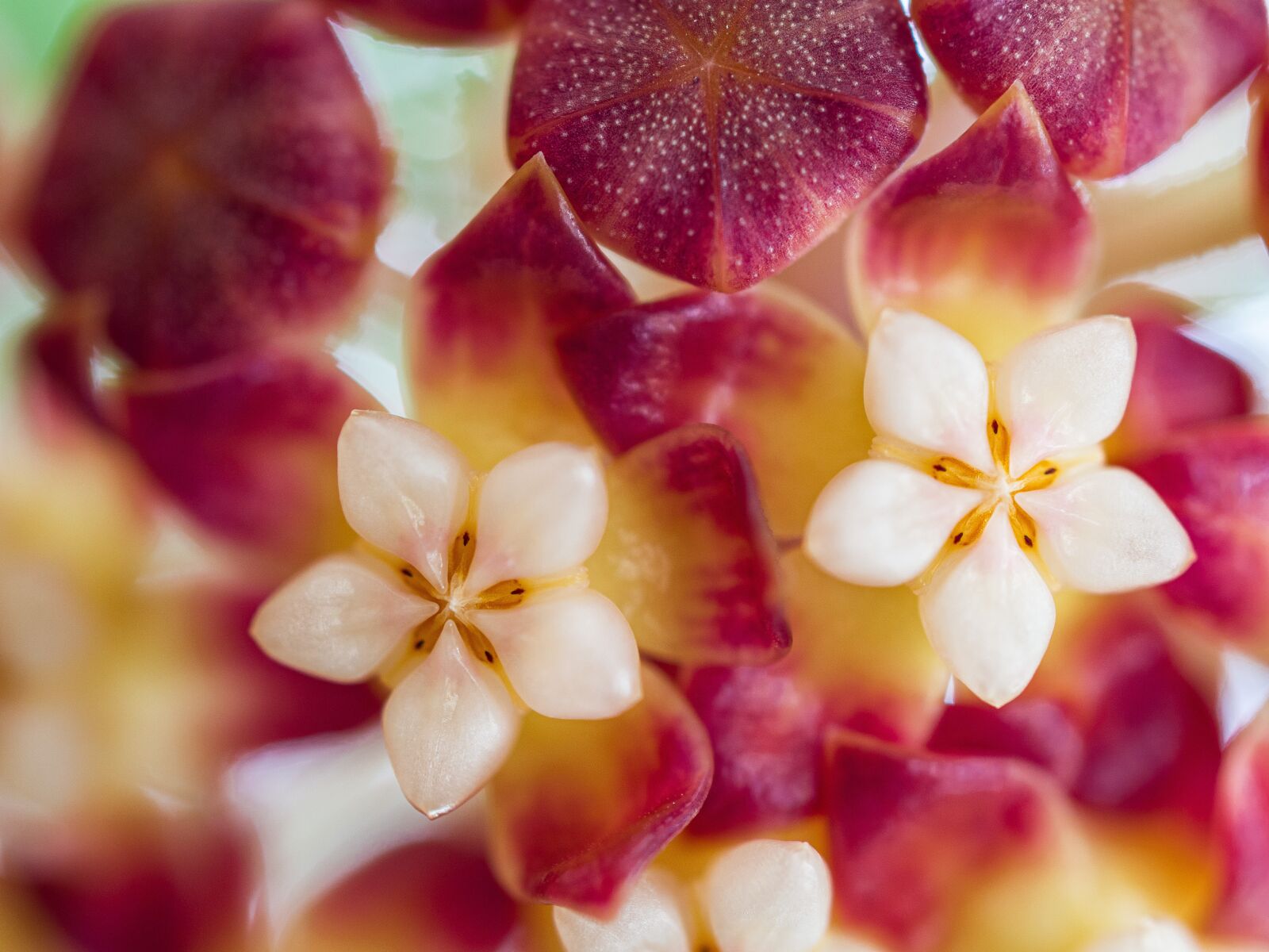 Olympus OM-D E-M10 III sample photo. Hoya, flower, plant photography