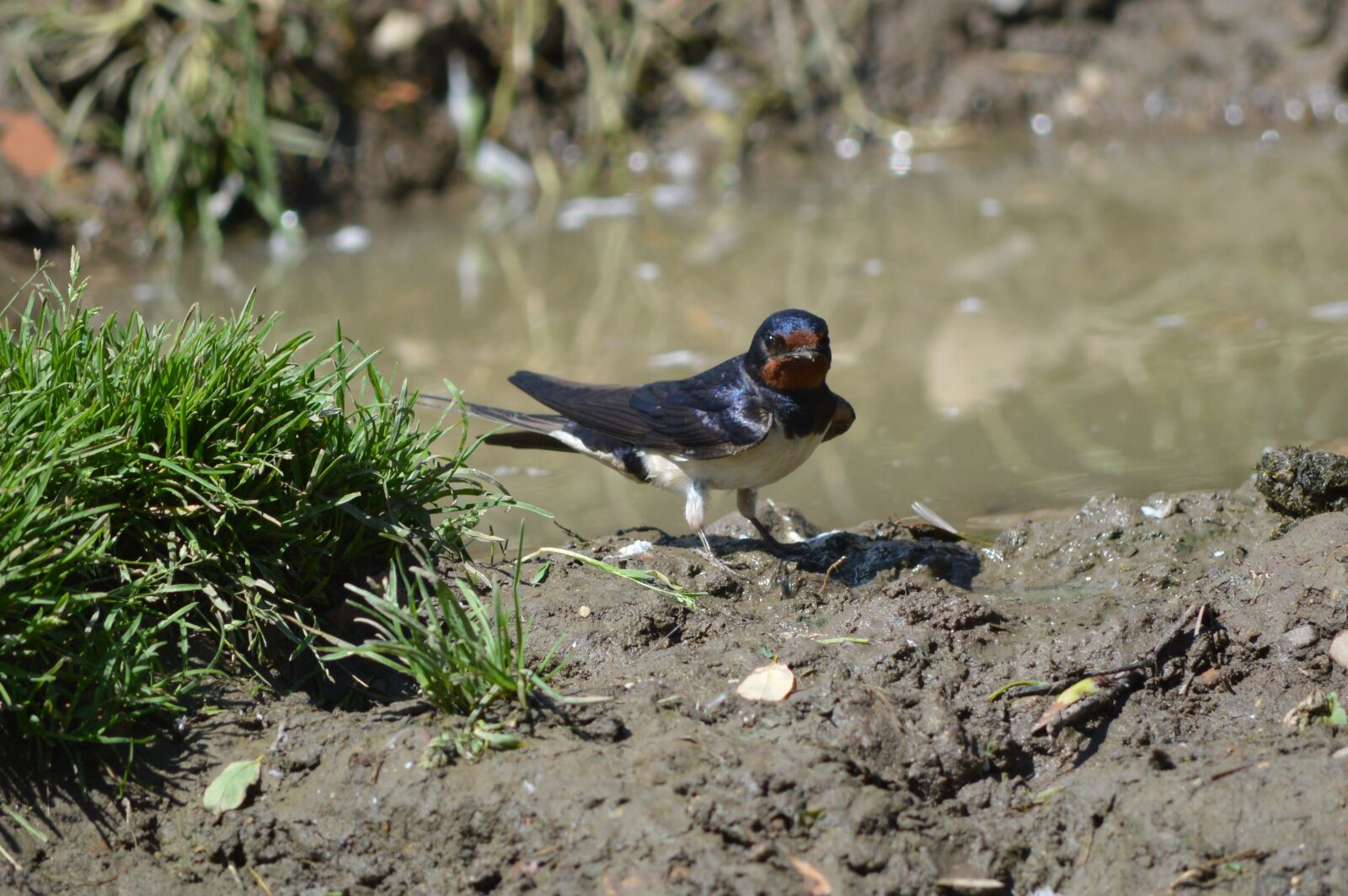 Nikon D3200 sample photo. Bird, swallow, animals photography