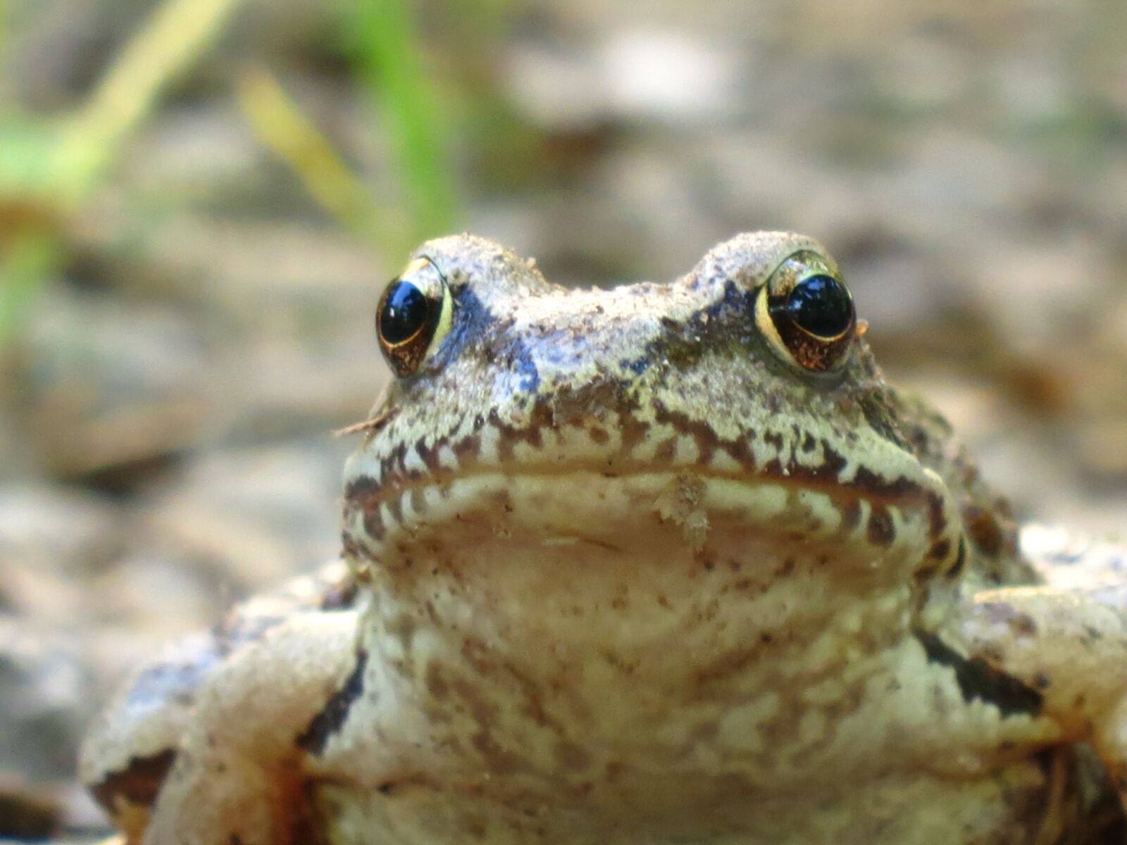 Canon PowerShot S100 sample photo. Frog, amphibians, closeup photography