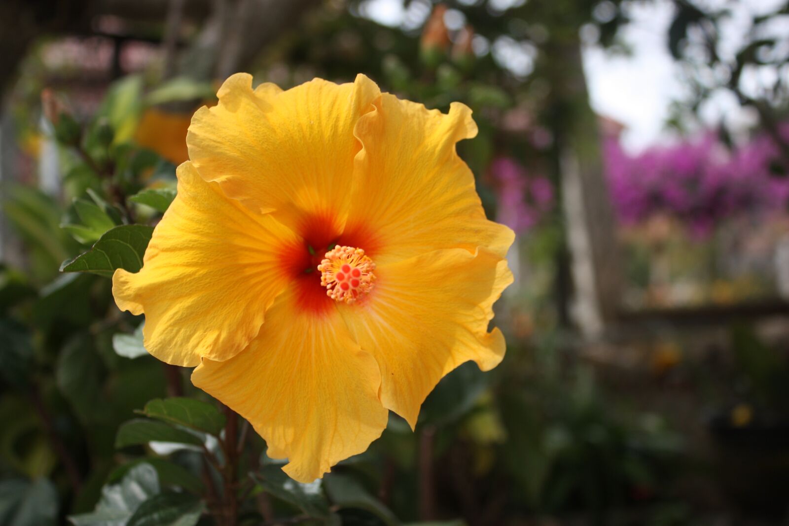 Canon EOS 450D (EOS Rebel XSi / EOS Kiss X2) sample photo. Flower, orange, plant photography