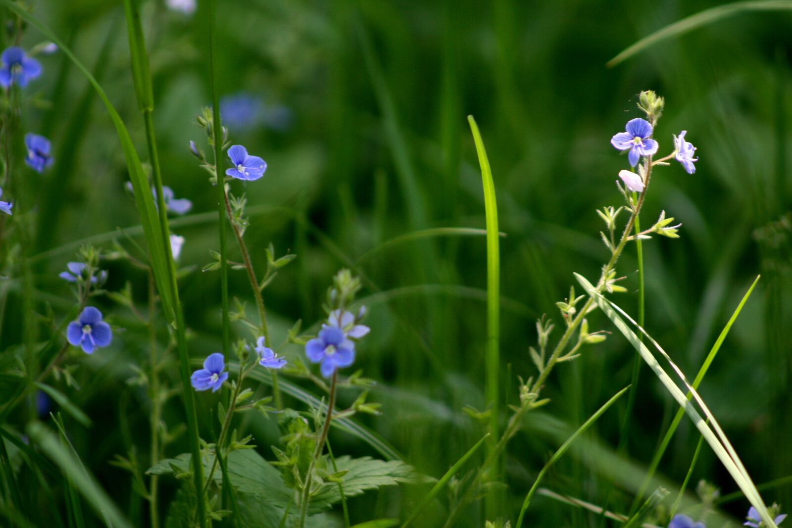Canon EOS 400D (EOS Digital Rebel XTi / EOS Kiss Digital X) sample photo. Grass, flowers, nature photography