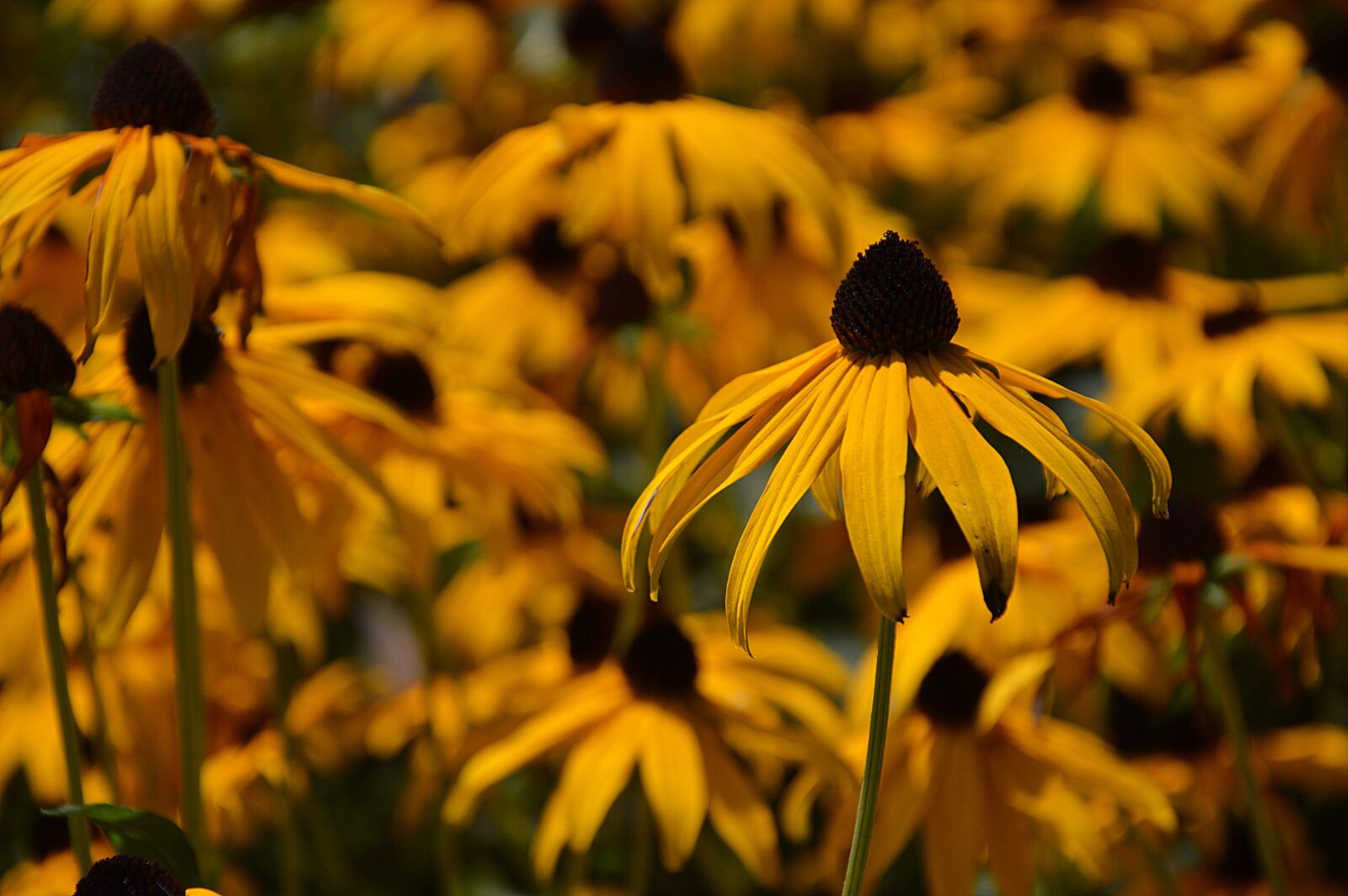Nikon D3200 sample photo. Coneflower, flowers, garden garden photography