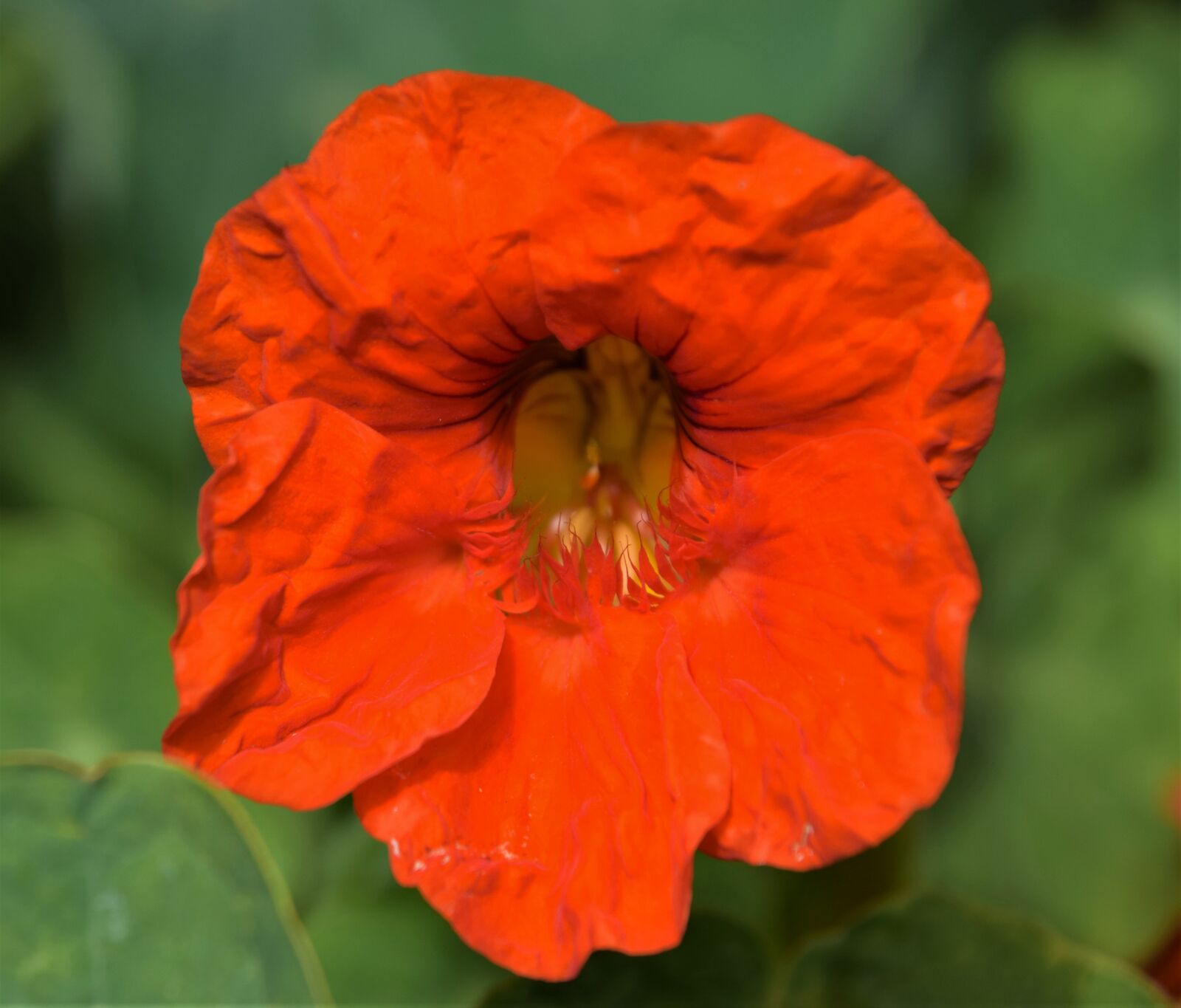Nikon D3300 sample photo. Edible flowers, plants, botanical photography