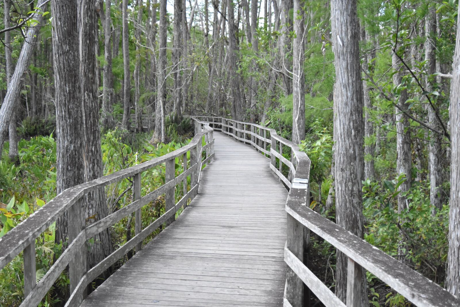 Nikon D5500 sample photo. Bridge, lonely, nature photography