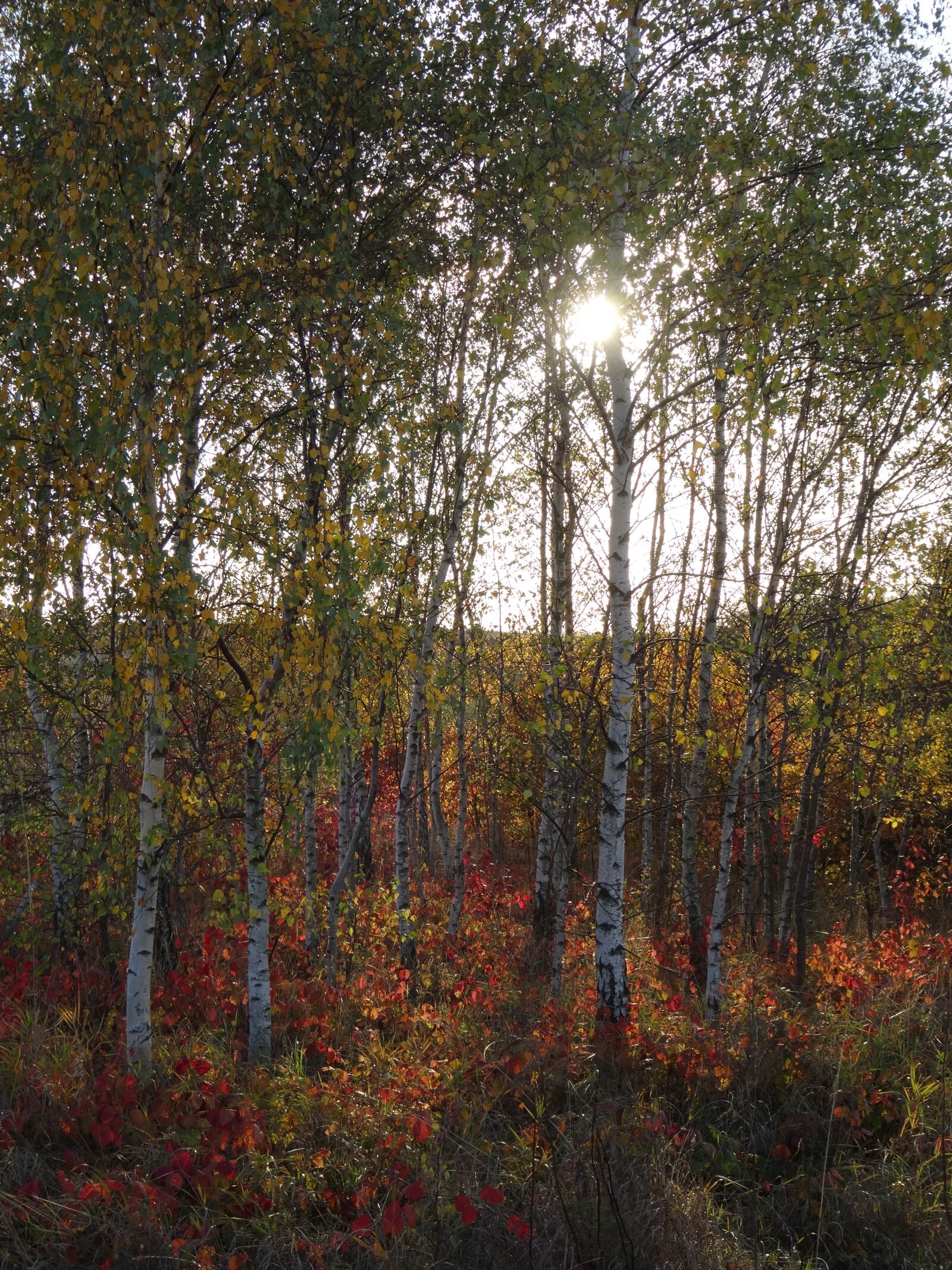 Sony Cyber-shot DSC-WX300 sample photo. Tree, birch, nature photography