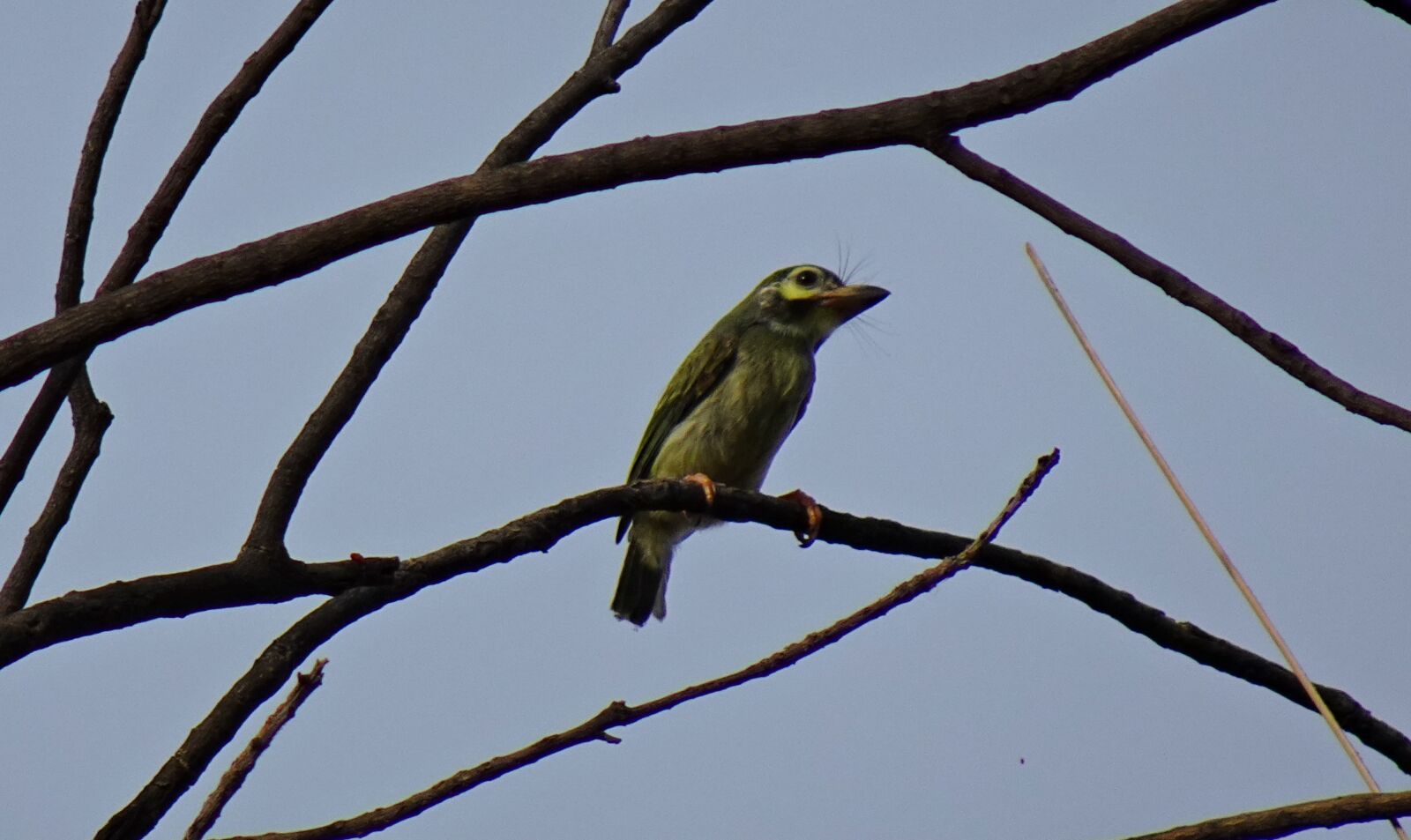 Sony DSC-WX800 sample photo. Bird, barbet, coppersmith photography