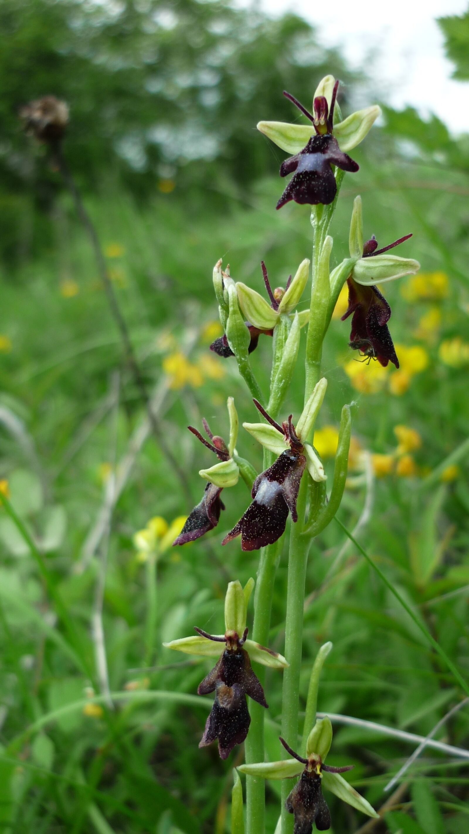 Panasonic Lumix DMC-FS6 sample photo. Fly orchid, german orchid photography