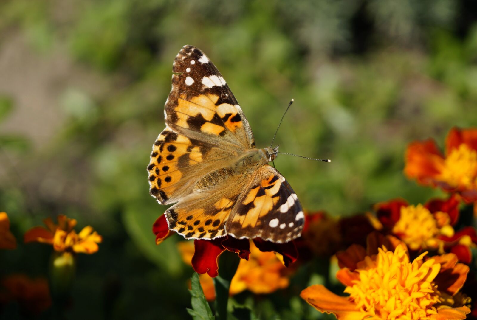 Sony DT 18-55mm F3.5-5.6 SAM II sample photo. Butterfly, color, nature photography