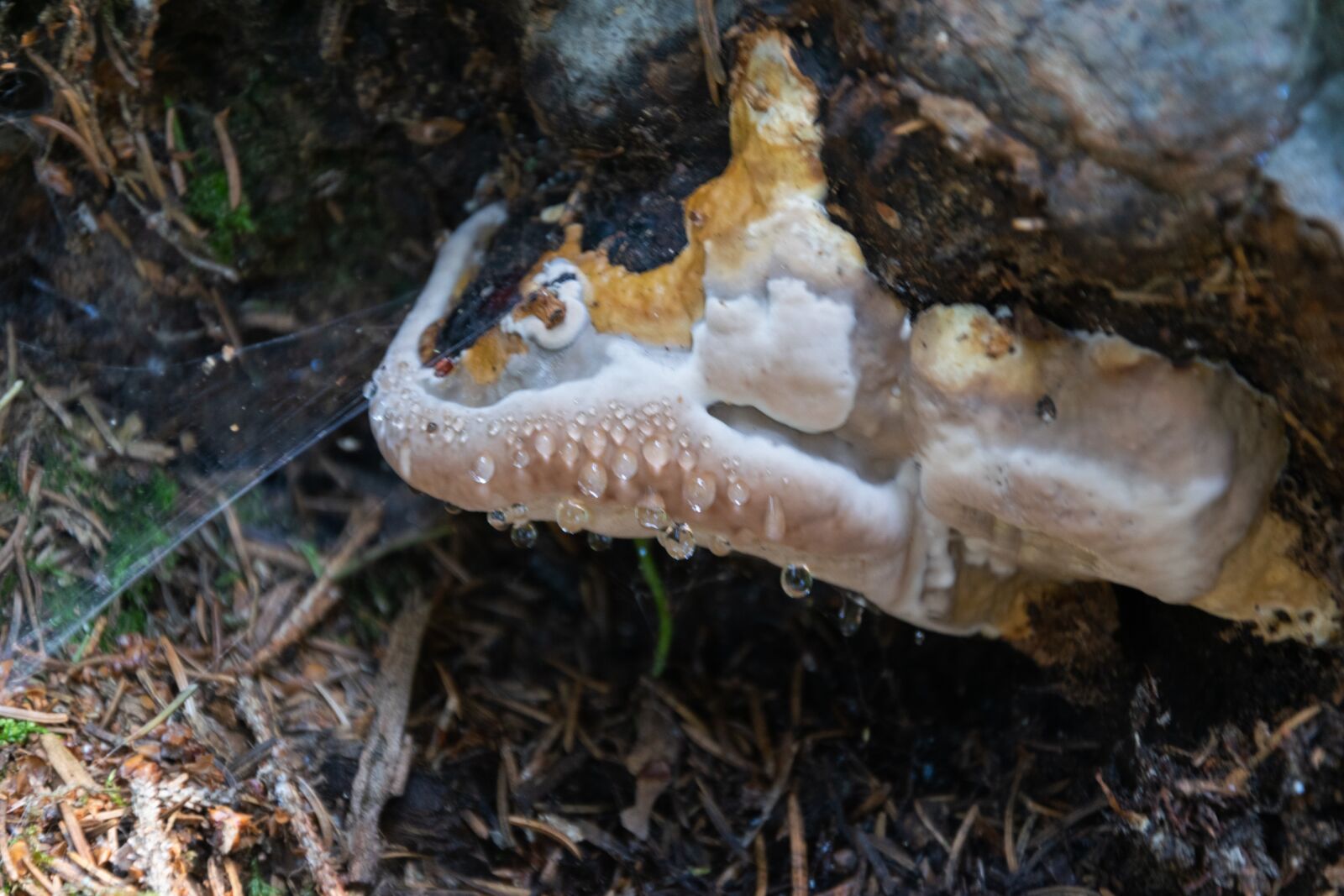 Nikon D3300 sample photo. Mushroom, forest, autumn photography