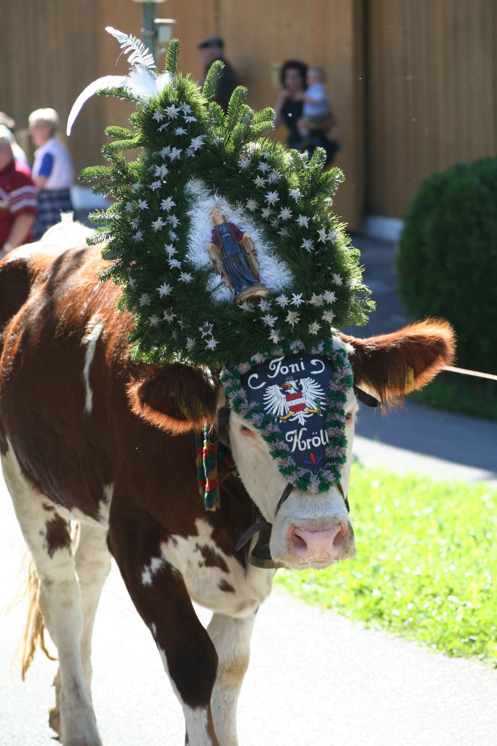 Canon EOS 350D (EOS Digital Rebel XT / EOS Kiss Digital N) sample photo. Cow, beef, almabtrieb photography