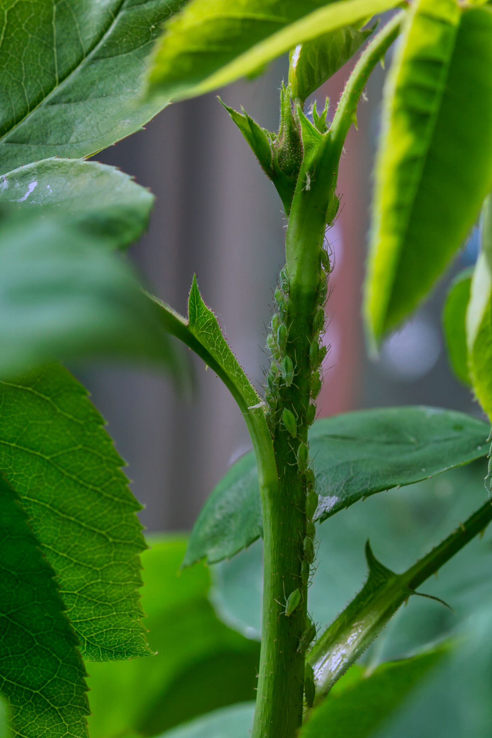 30mm F1.4 DC DN | Contemporary 016 sample photo. Aphids, green, macro photography