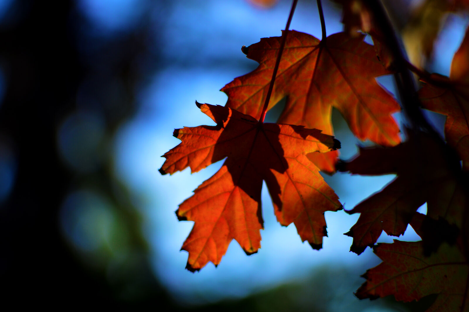 Nikon D3200 sample photo. Autumn photography