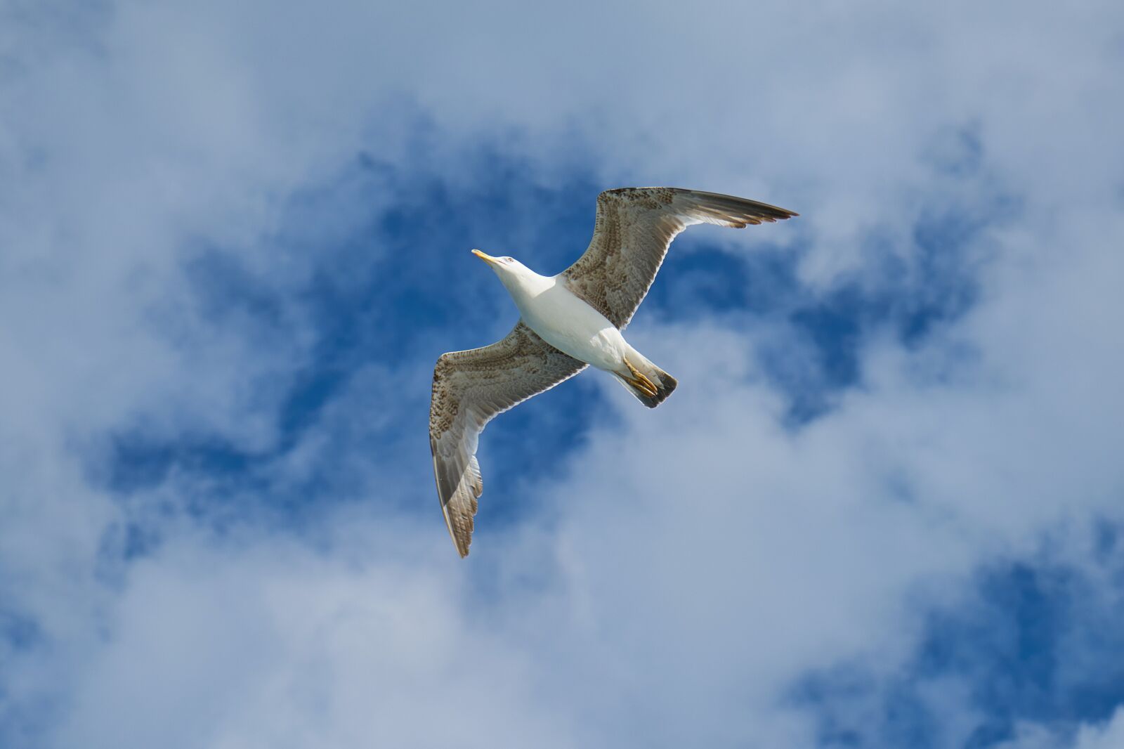 Sony a7R II + Sony Vario Tessar T* FE 24-70mm F4 ZA OSS sample photo. Seagull, bird, wing photography