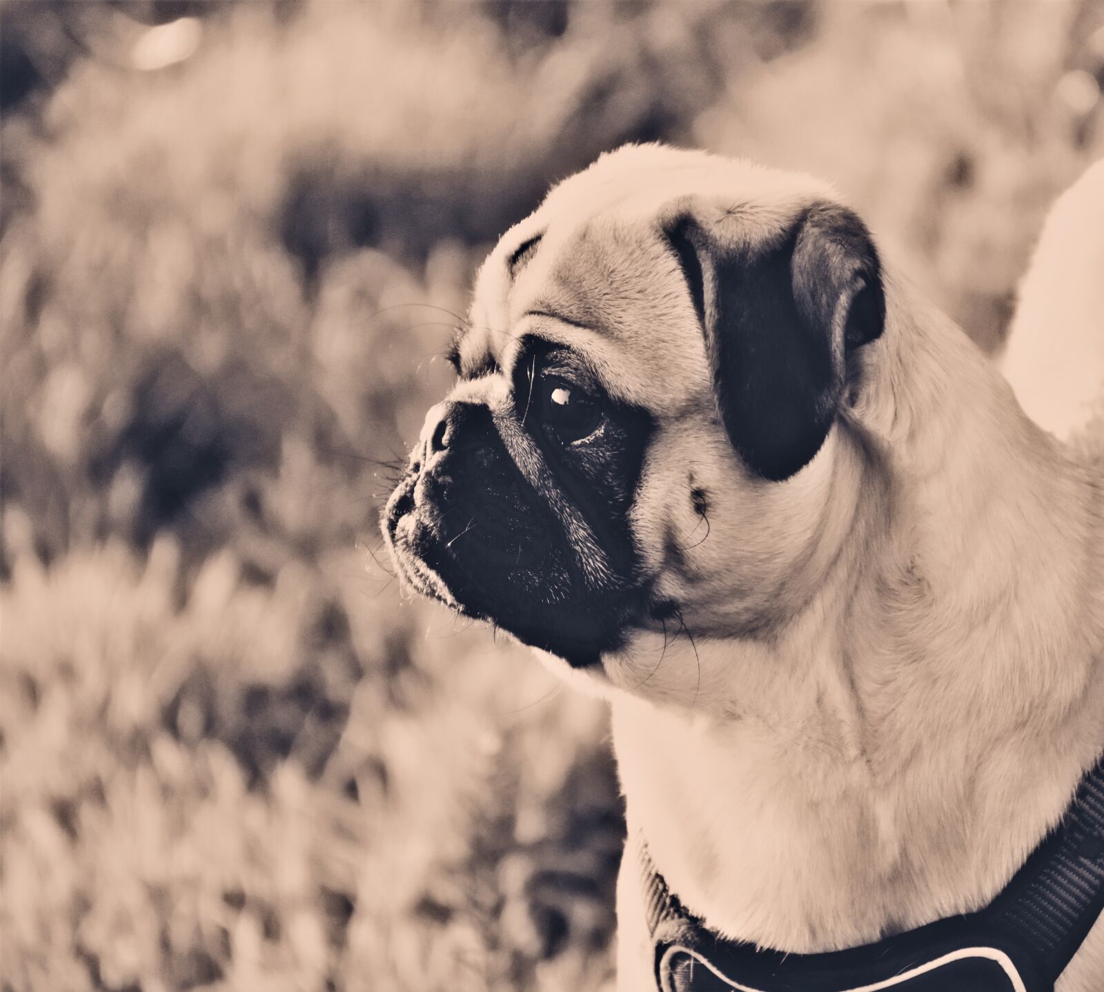 Nikon D7200 sample photo. Pug, dog, pet photography