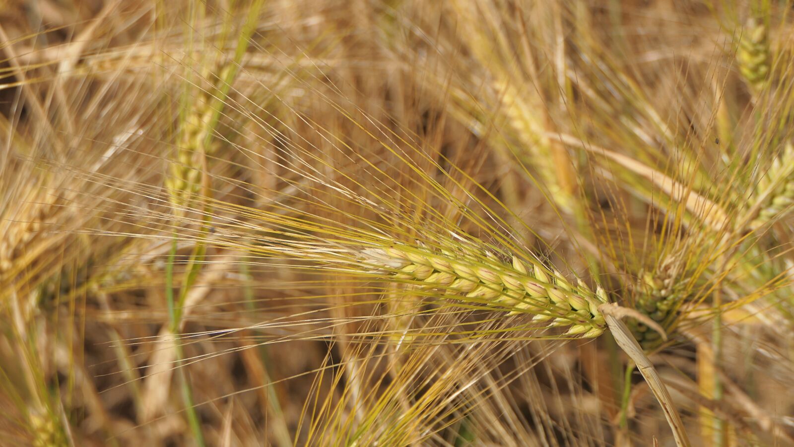 Panasonic Lumix DMC-FZ2500 (Lumix DMC-FZ2000) sample photo. Spikes, barley, field photography