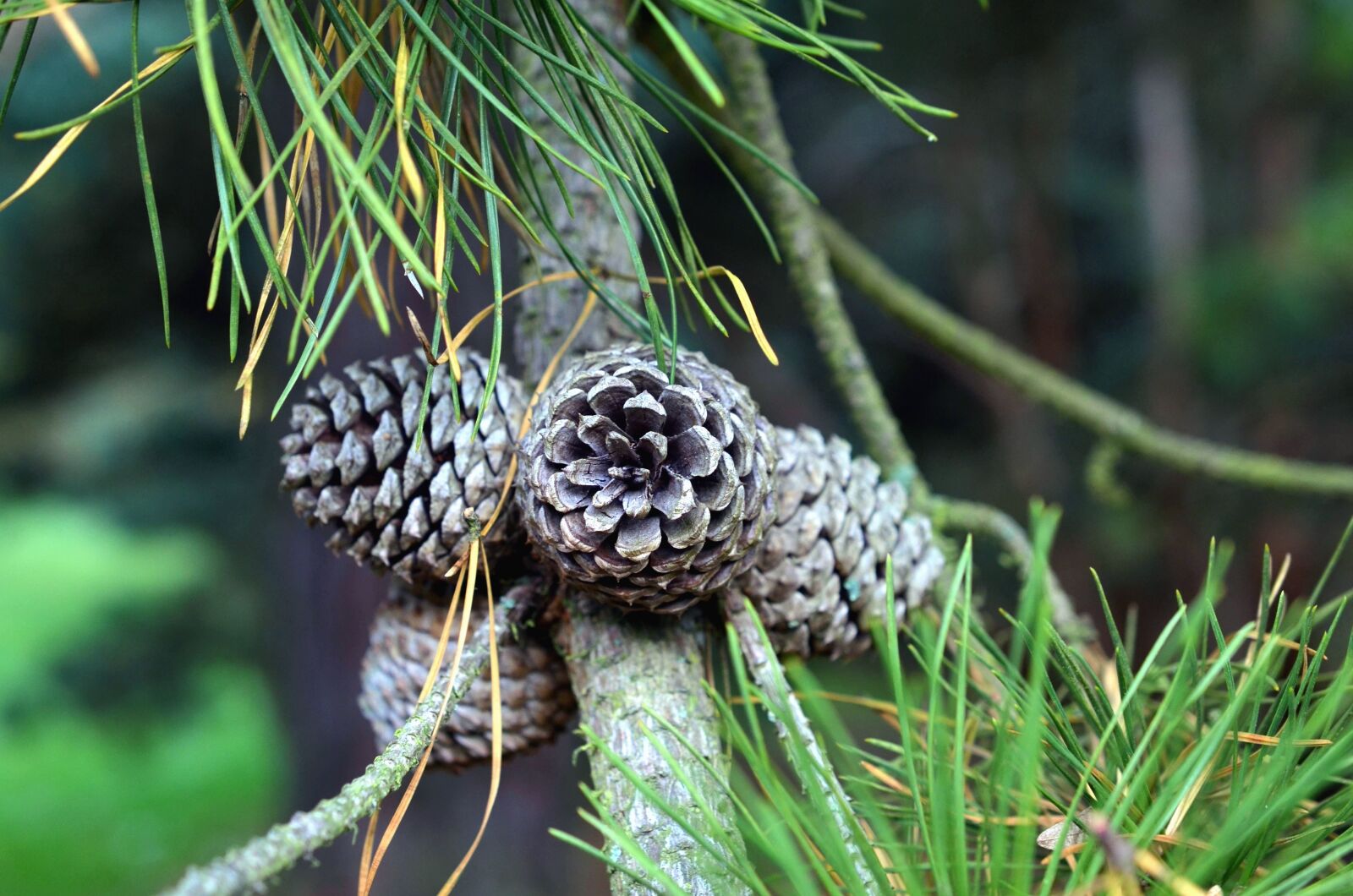 Nikon D5100 sample photo. Branch, evergreen, pine, forest photography