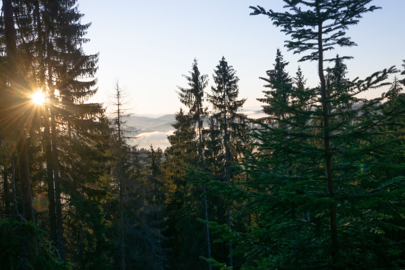 Nikon D3300 sample photo. Forest, trees, mountains photography