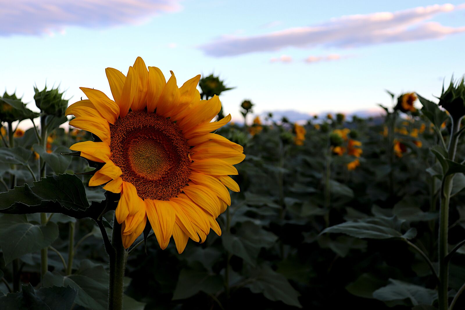 Canon EOS 800D (EOS Rebel T7i / EOS Kiss X9i) sample photo. Sunflower, oilseeds, culture photography