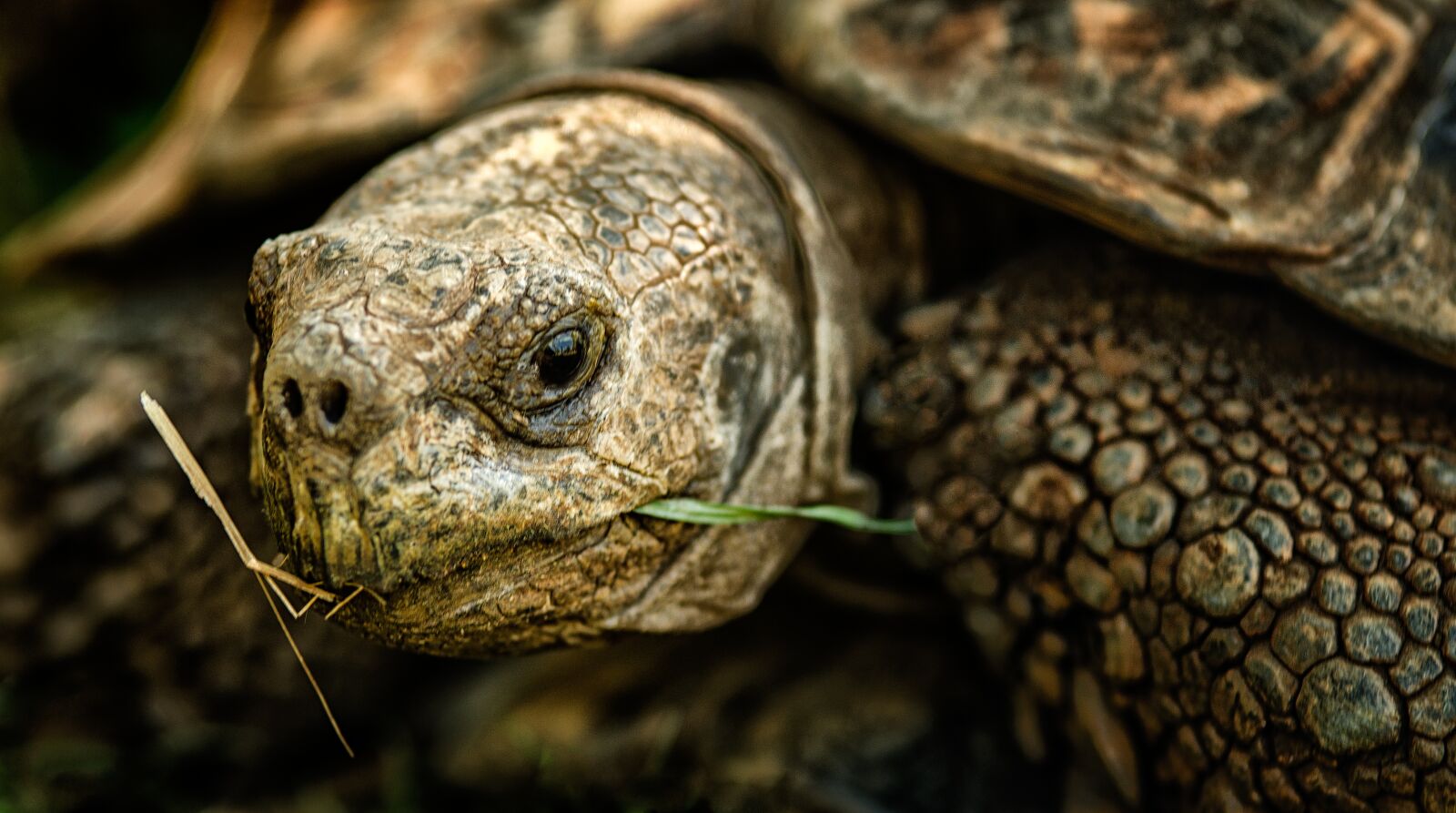 Nikon D7000 sample photo. Tortoise, shell, nature photography