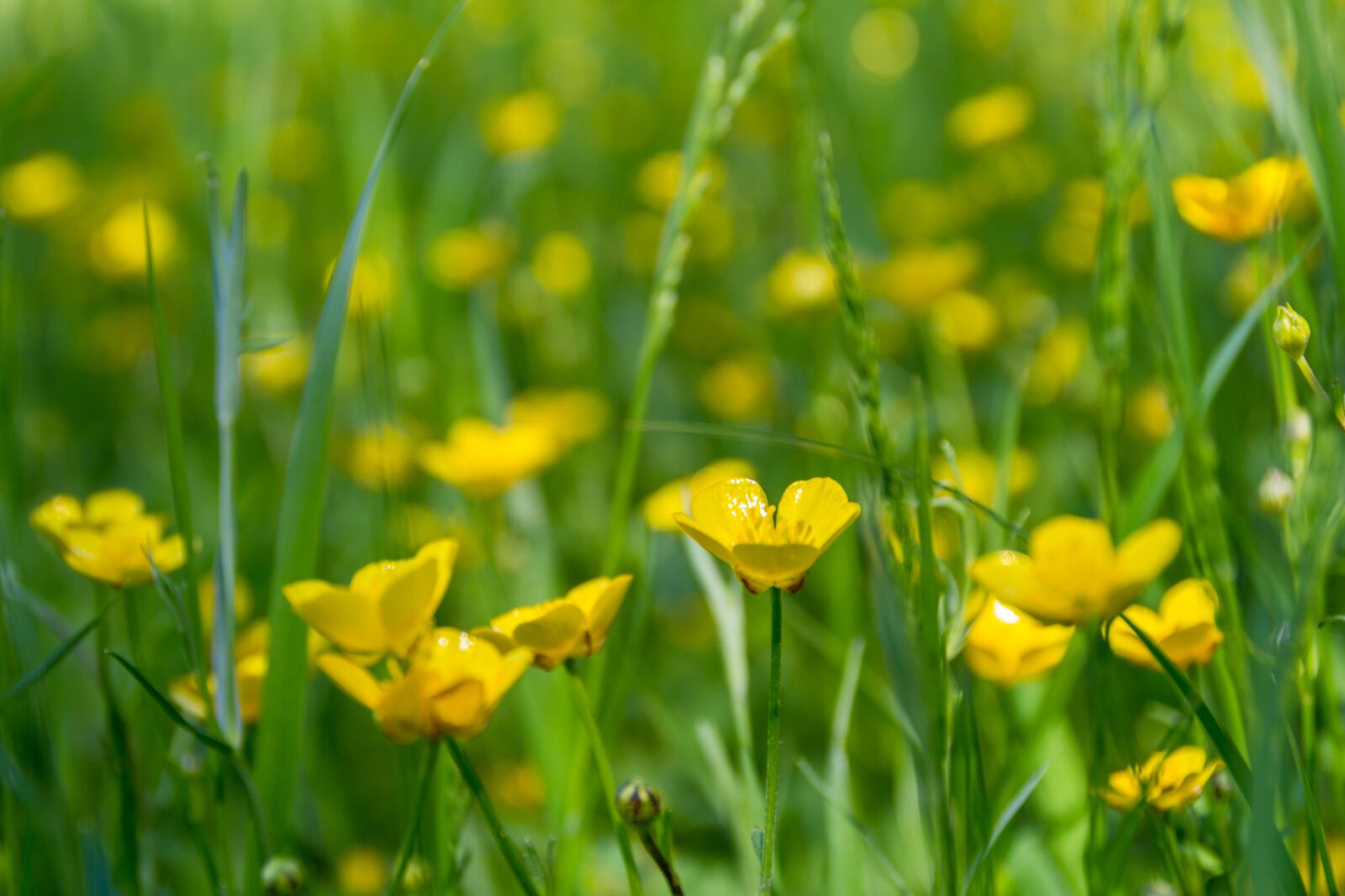 Canon EOS 100D (EOS Rebel SL1 / EOS Kiss X7) sample photo. Meadow, flowers, buttercup photography