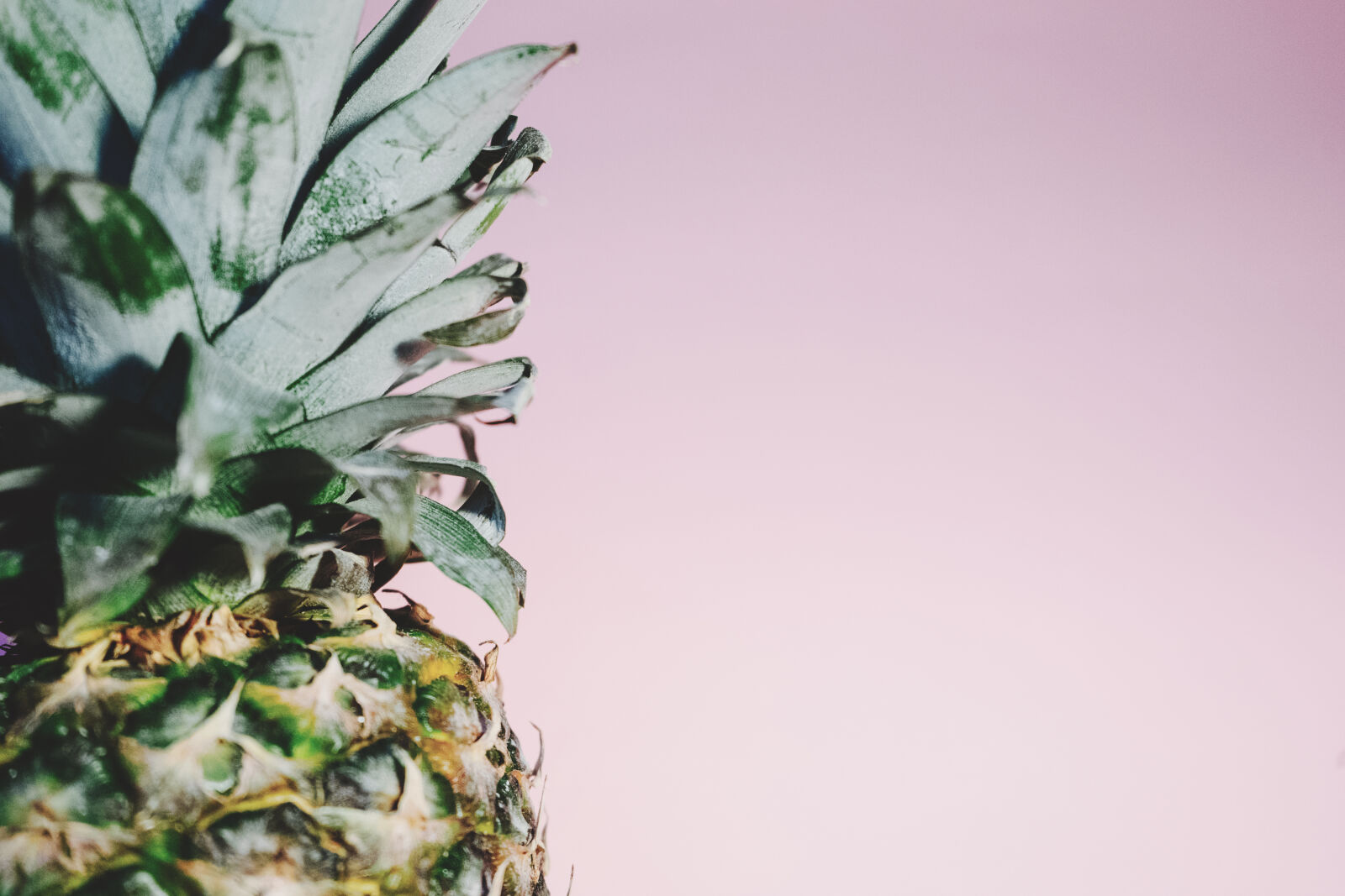Sony a7 II + Sony FE 28-70mm F3.5-5.6 OSS sample photo. Pineapple photography