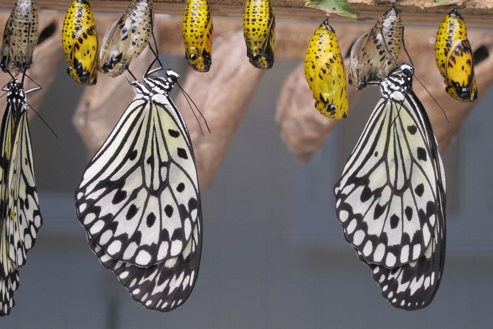 Canon PowerShot G12 sample photo. Butterflies, islands, canary islands photography