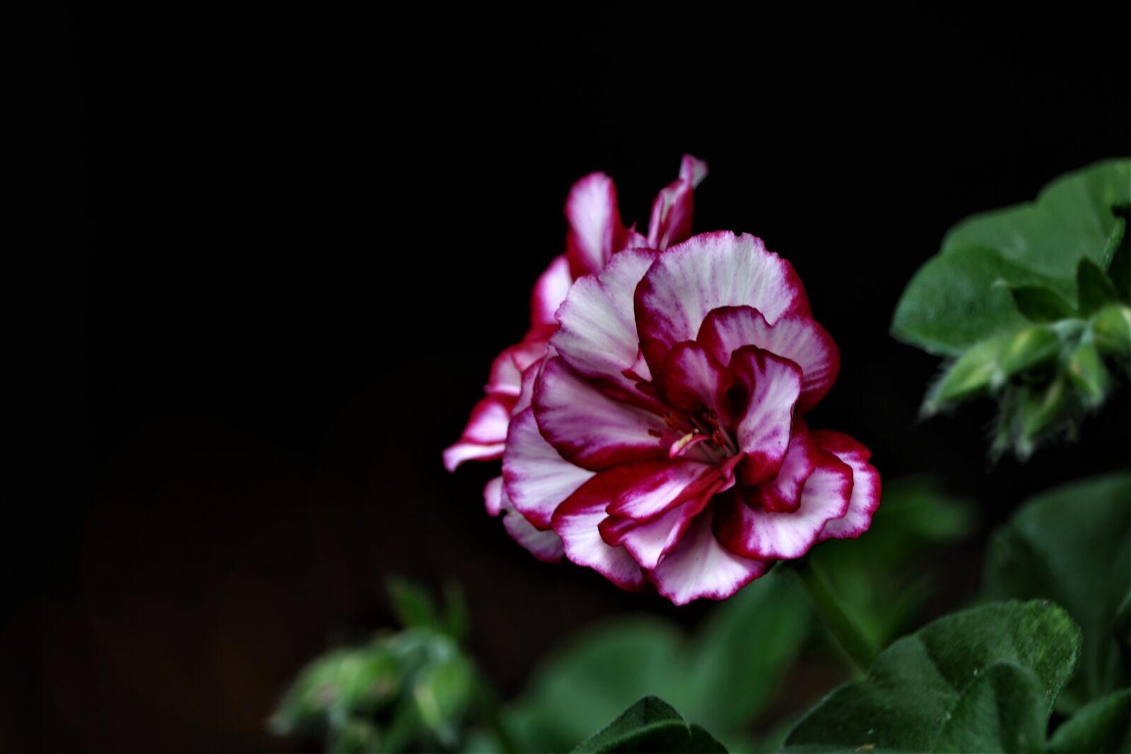 Canon EOS 750D (EOS Rebel T6i / EOS Kiss X8i) + Canon EF-S 55-250mm F4-5.6 IS STM sample photo. Geranium, flowers, plant photography