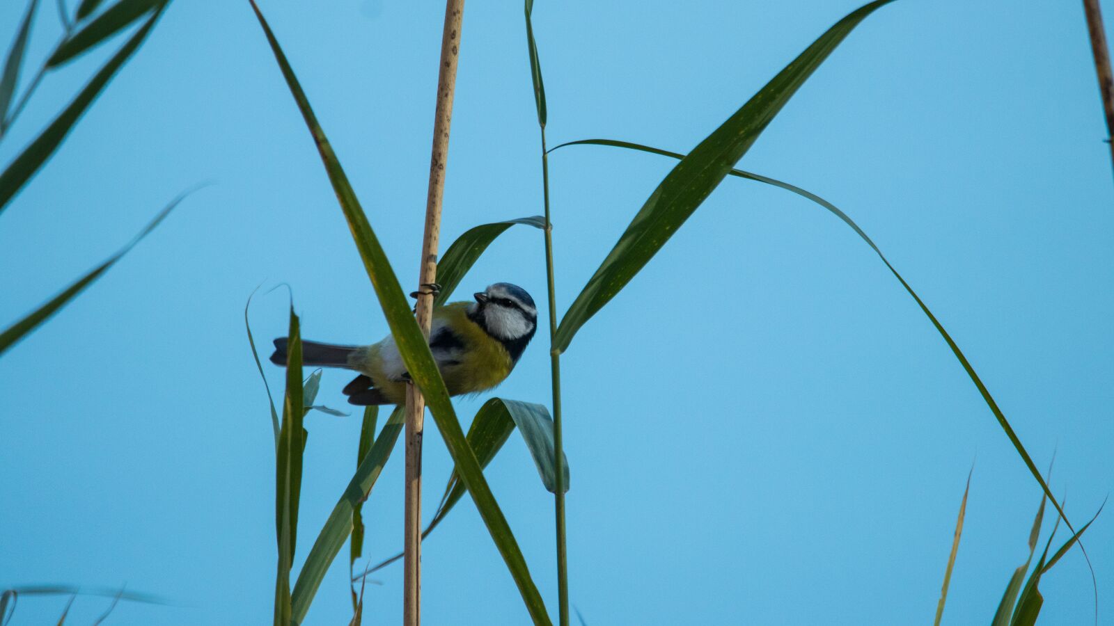 Canon EOS 80D sample photo. Bank, blue tit, nature photography