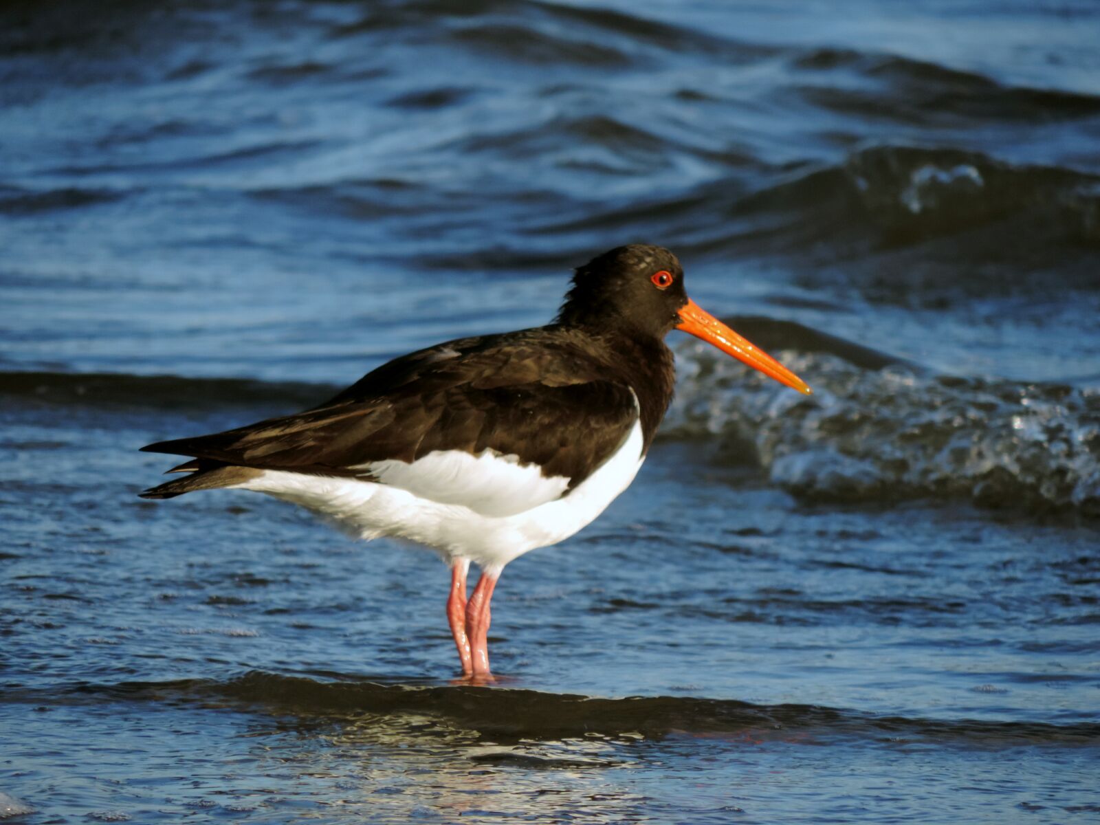 Nikon Coolpix P520 sample photo. Oystercatcher, watt bird, sea photography