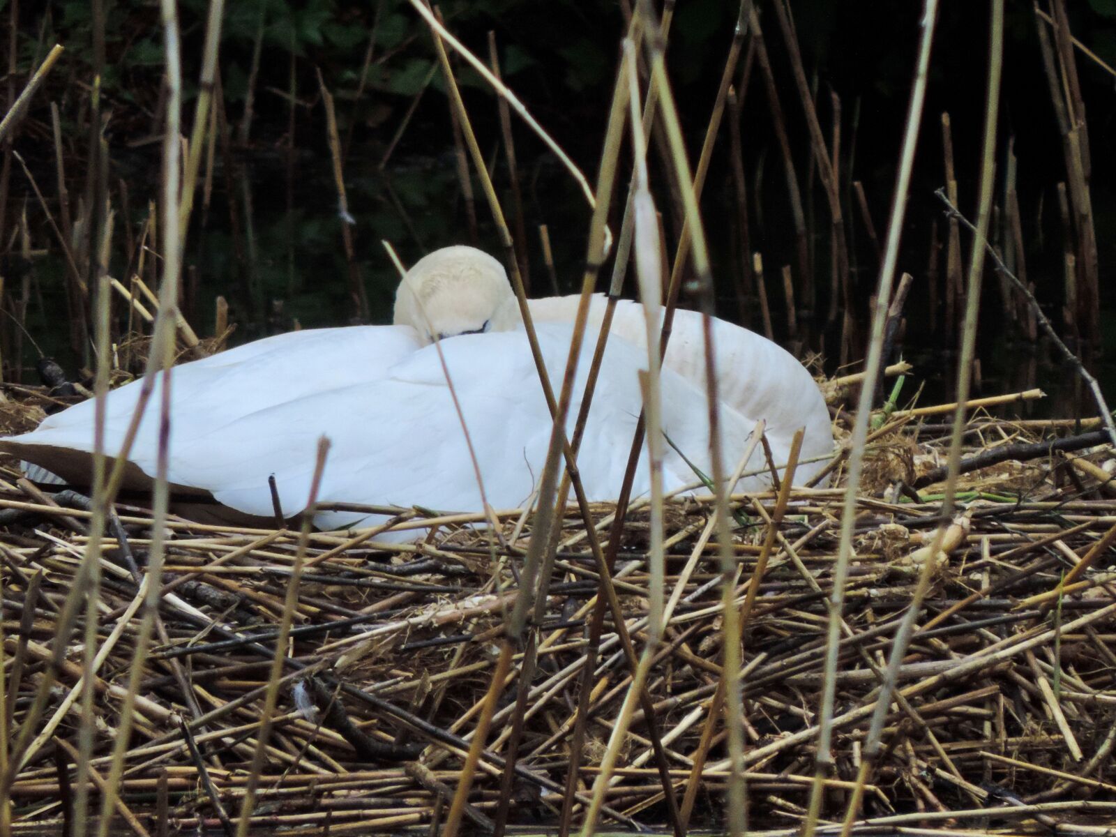 Nikon Coolpix P520 sample photo. Swan, schwänin, nest photography