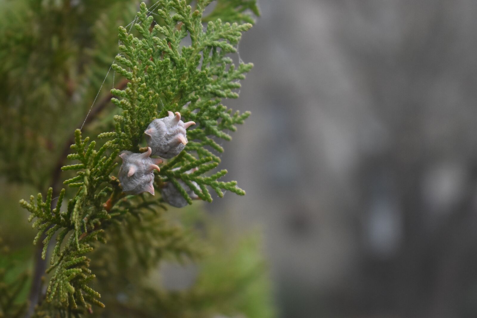 Nikon D7200 sample photo. Thuja, juniper, branch photography