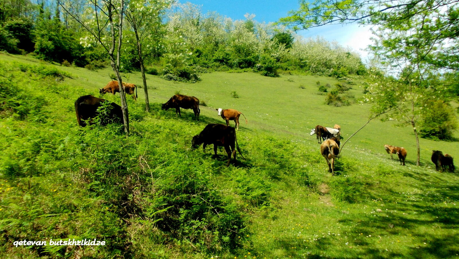 Nikon COOLPIX L25 sample photo. Animal, green, nature, village photography