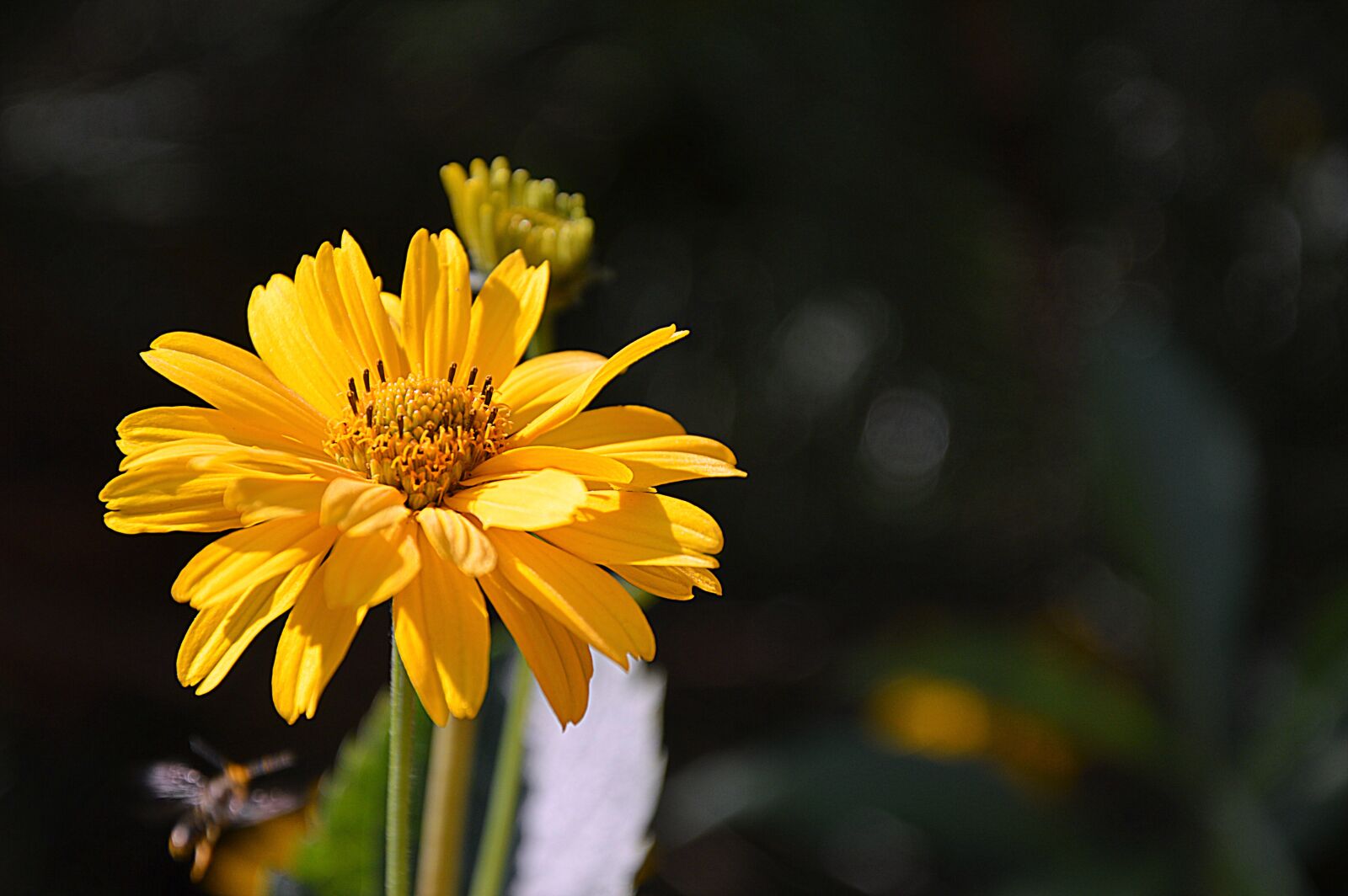 Nikon D3200 sample photo. Sun brews, flower, bloom photography