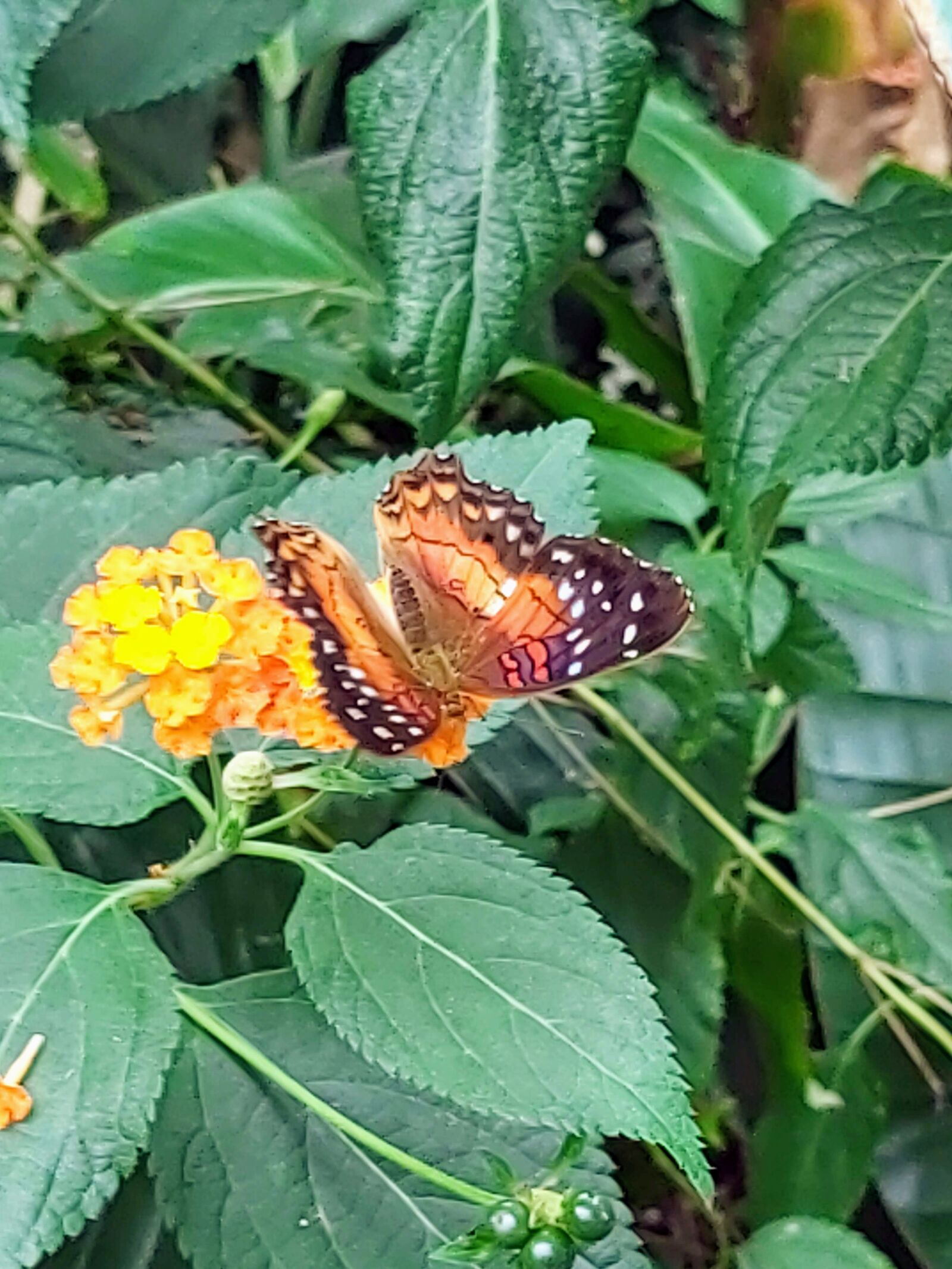 Samsung Galaxy A70 sample photo. Mariposas, naturaleza, butterfly photography