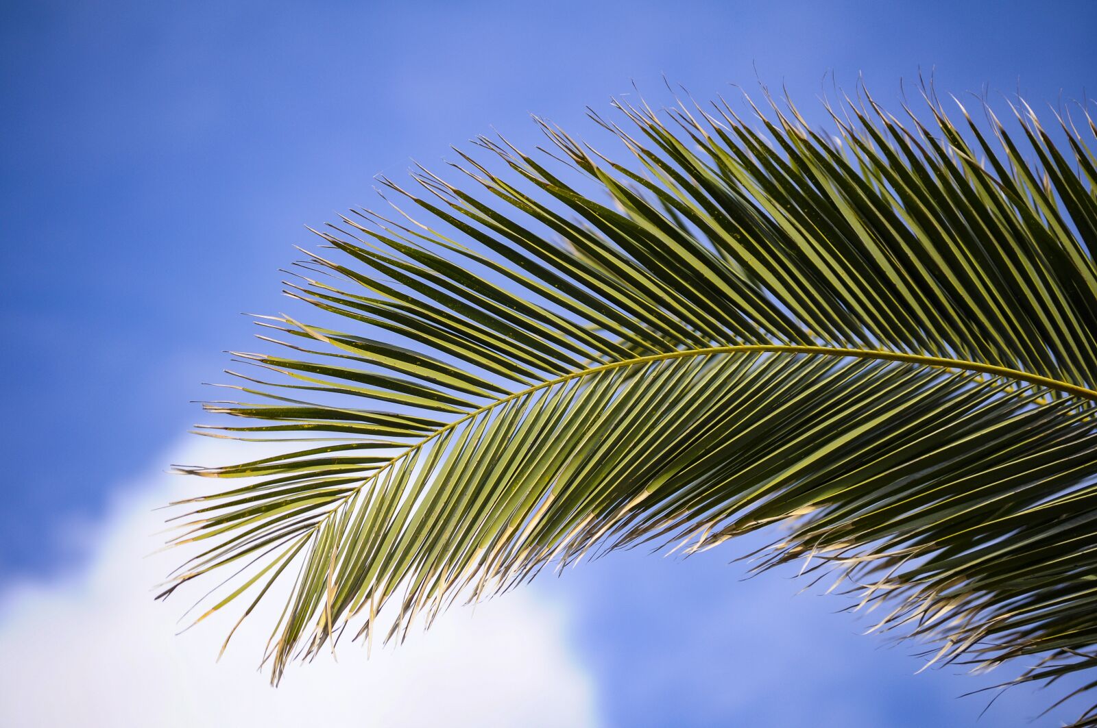 Nikon D90 sample photo. James, plant, branches photography