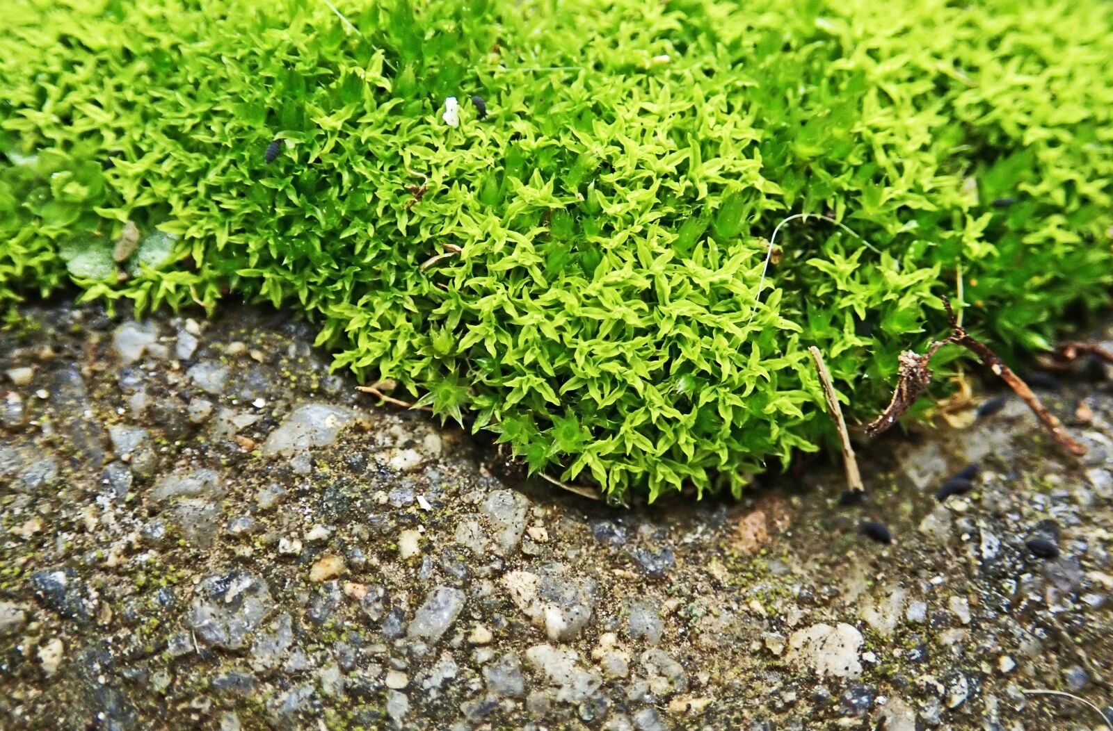 Olympus TG-5 sample photo. Moss, path, macro photography