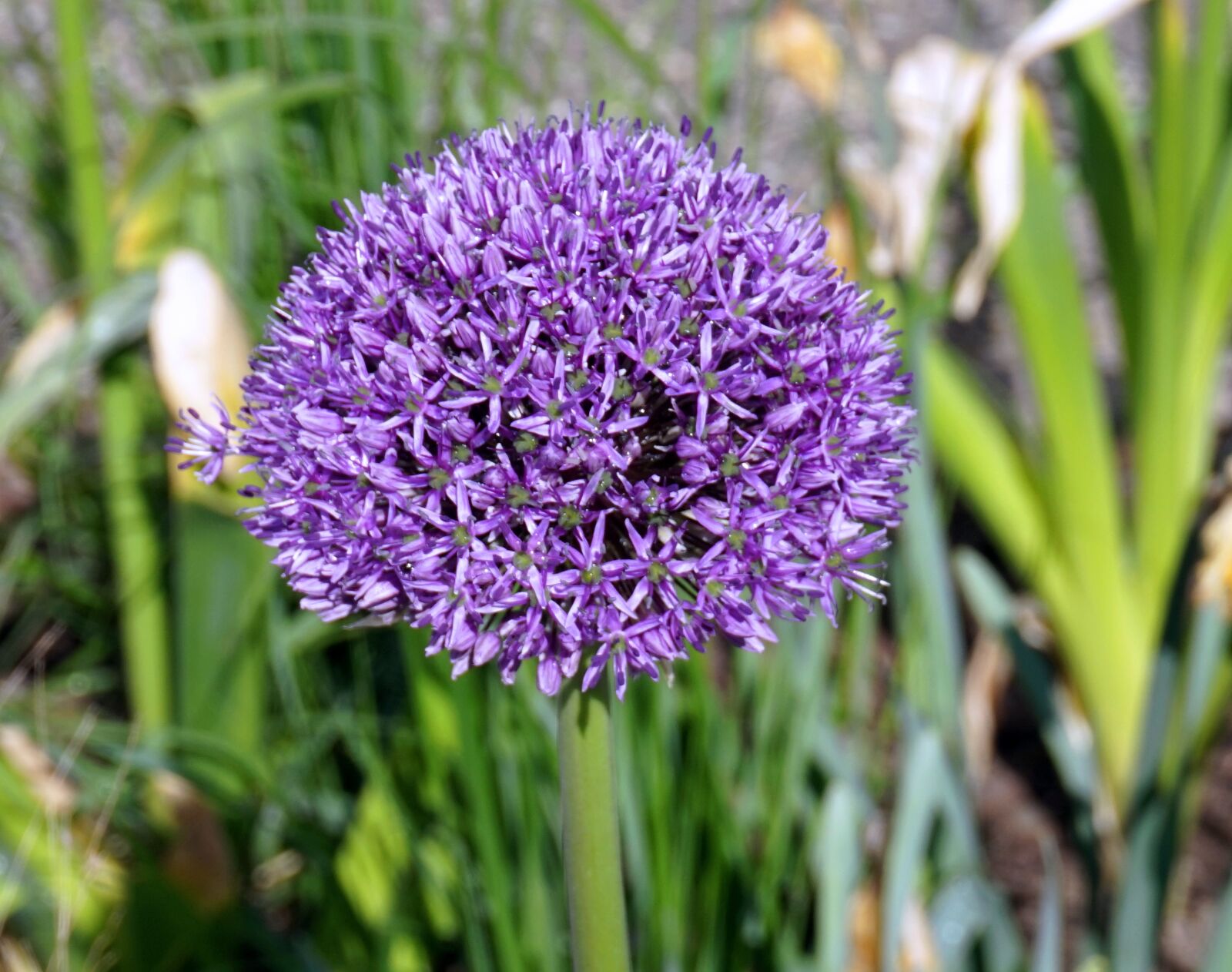 Sony Alpha a5000 (ILCE 5000) sample photo. Plant, nature, flower photography