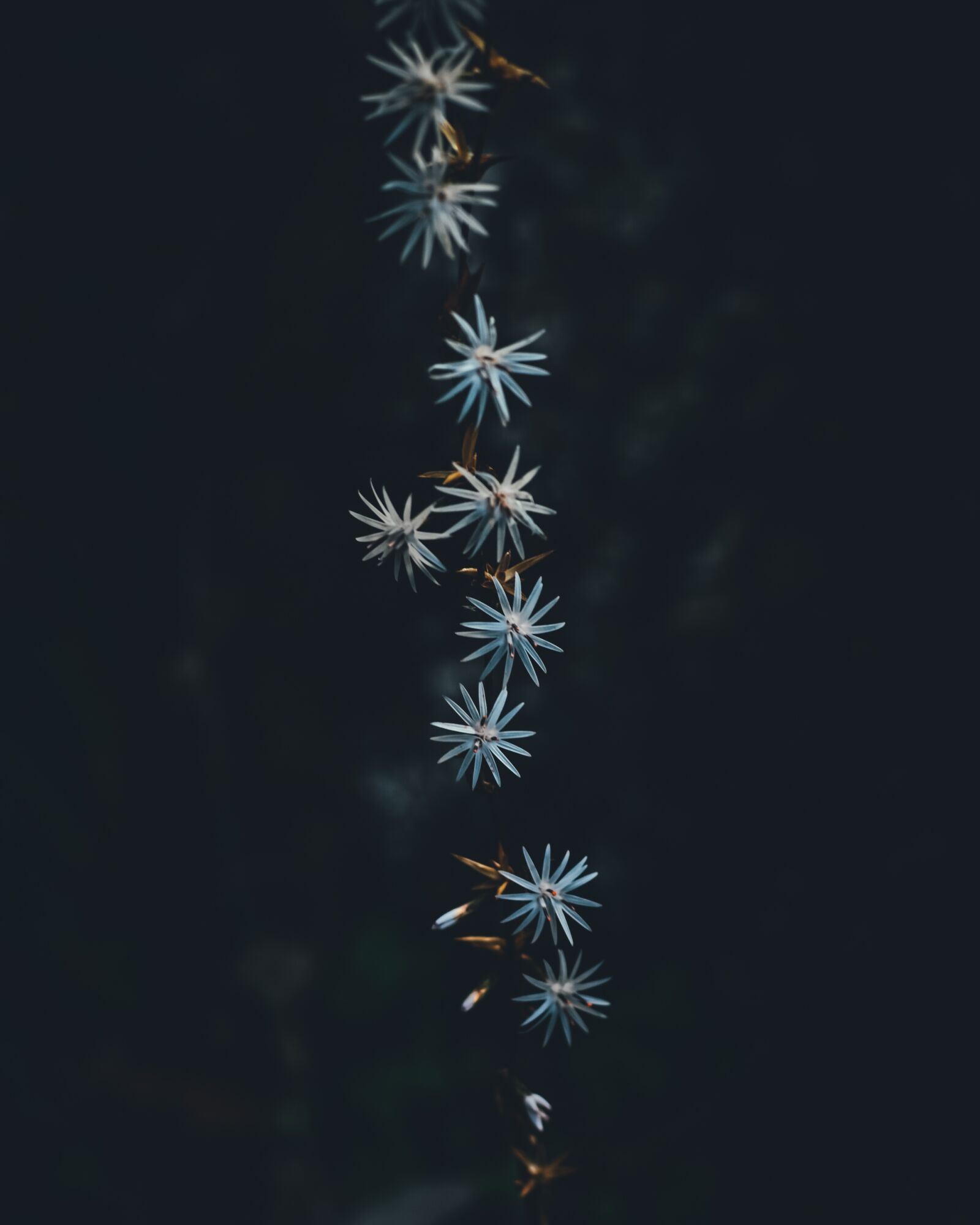 Nikon D5100 sample photo. Flowers, bloom, blossom photography