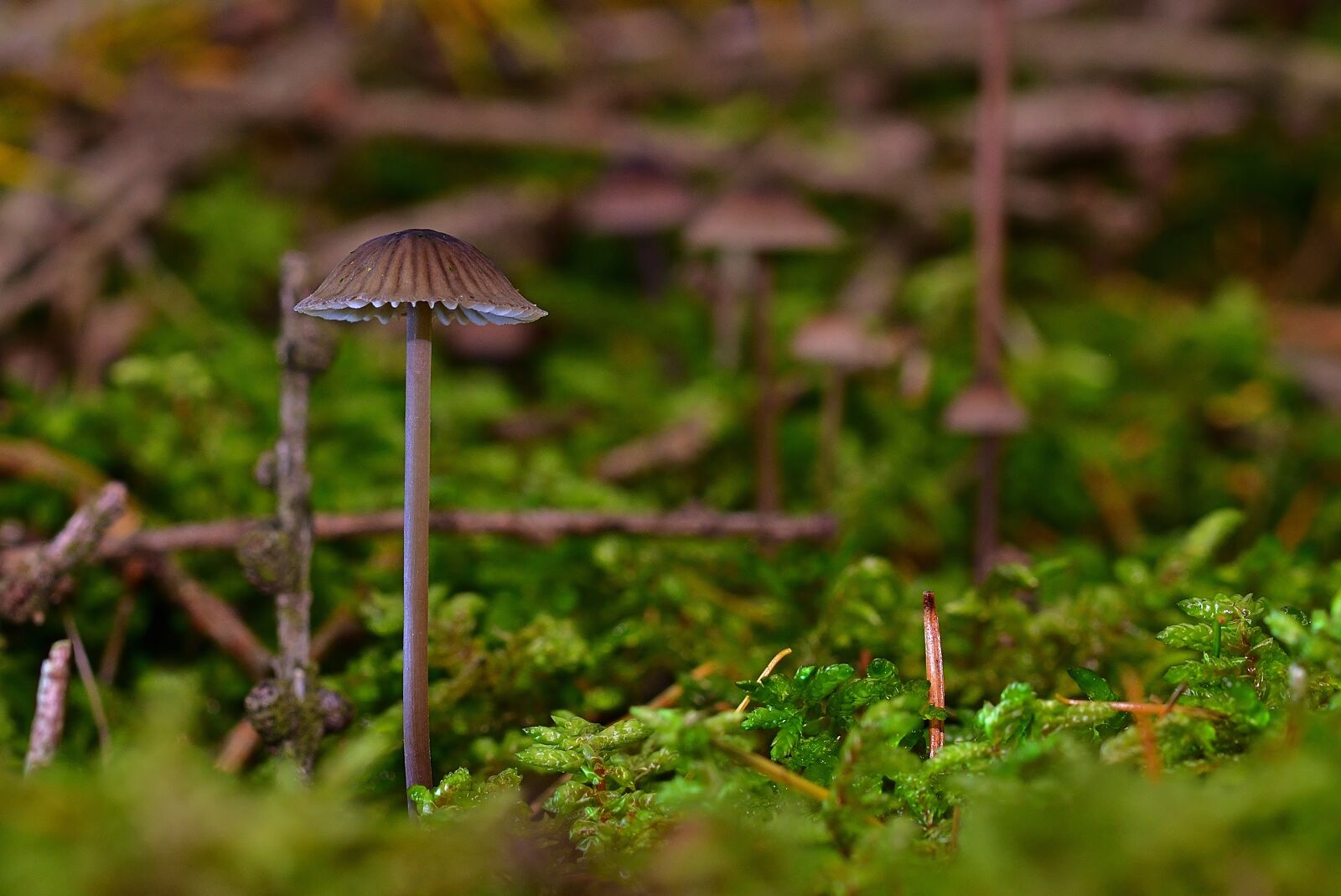 Nikon D5200 sample photo. Forest, screen fungus, small photography