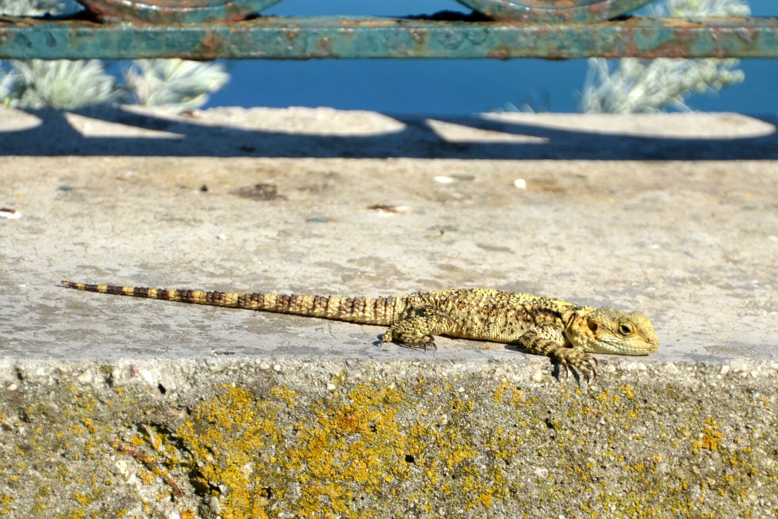 Nikon D5100 sample photo. Lizard, reptile, animal photography