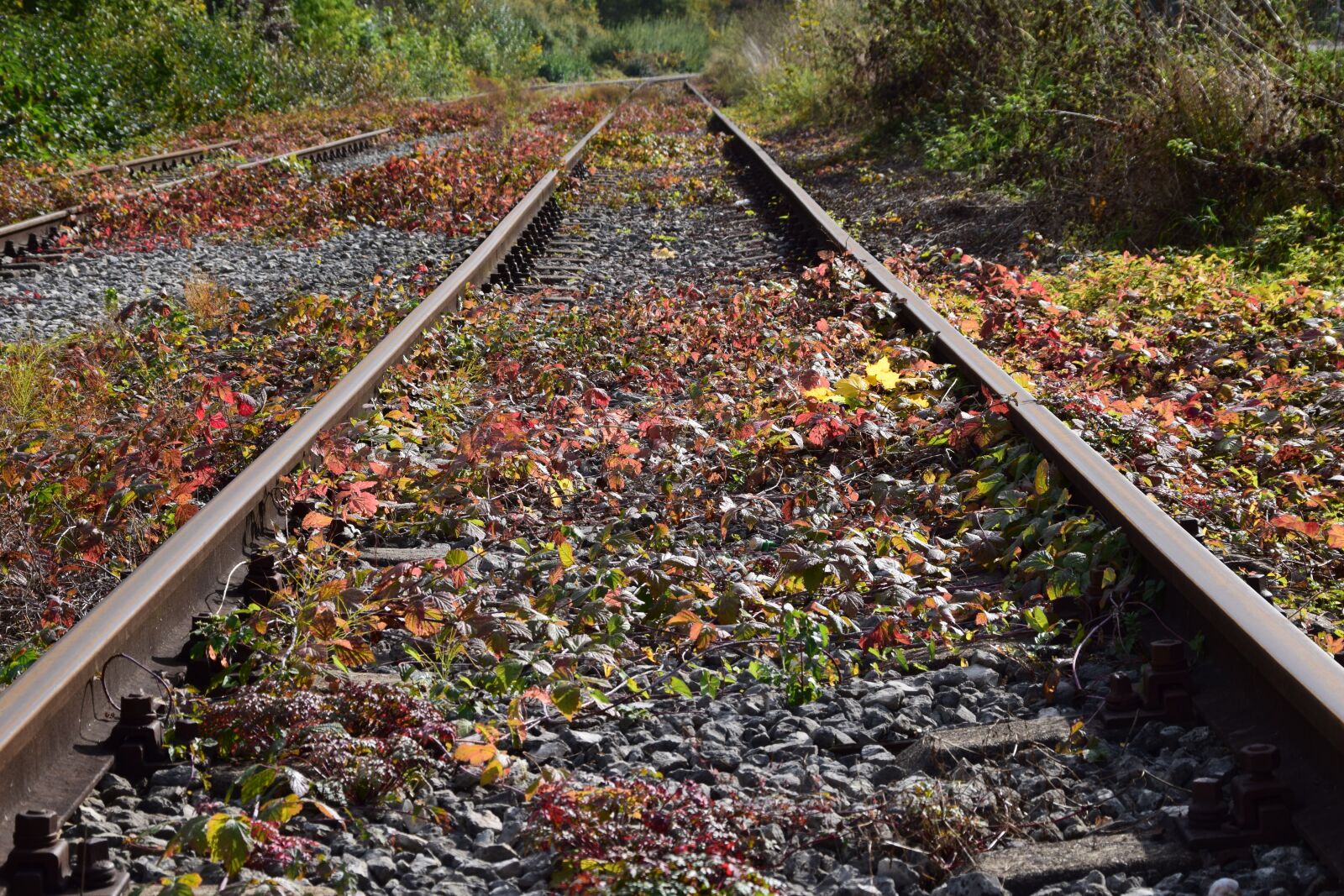 Nikon D3300 sample photo. Rails, autumn, nature photography