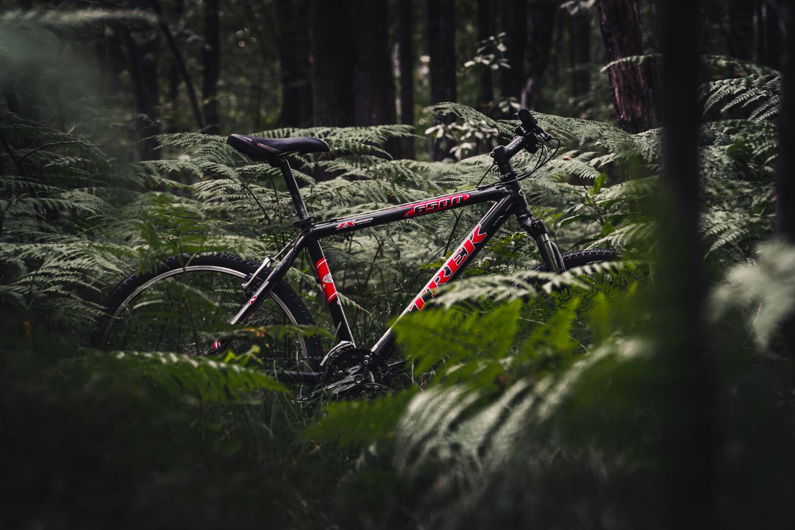 Sony a6300 + Sony E PZ 18-105mm F4 G OSS sample photo. Forest, fern, plants photography